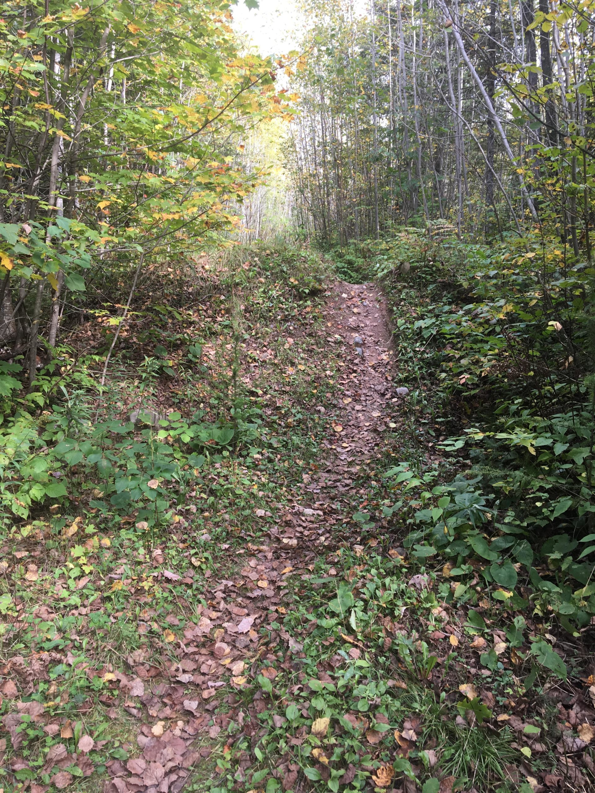 A narrow, winding dirt path leads through a forest with trees displaying a mix of green and yellow leaves, indicating the onset of fall. The ground is covered with fallen leaves and surrounding foliage, creating a natural, serene atmosphere. The path stretches into the distance, flanked by lush greenery on either side. The Underdown mountain bike trail.