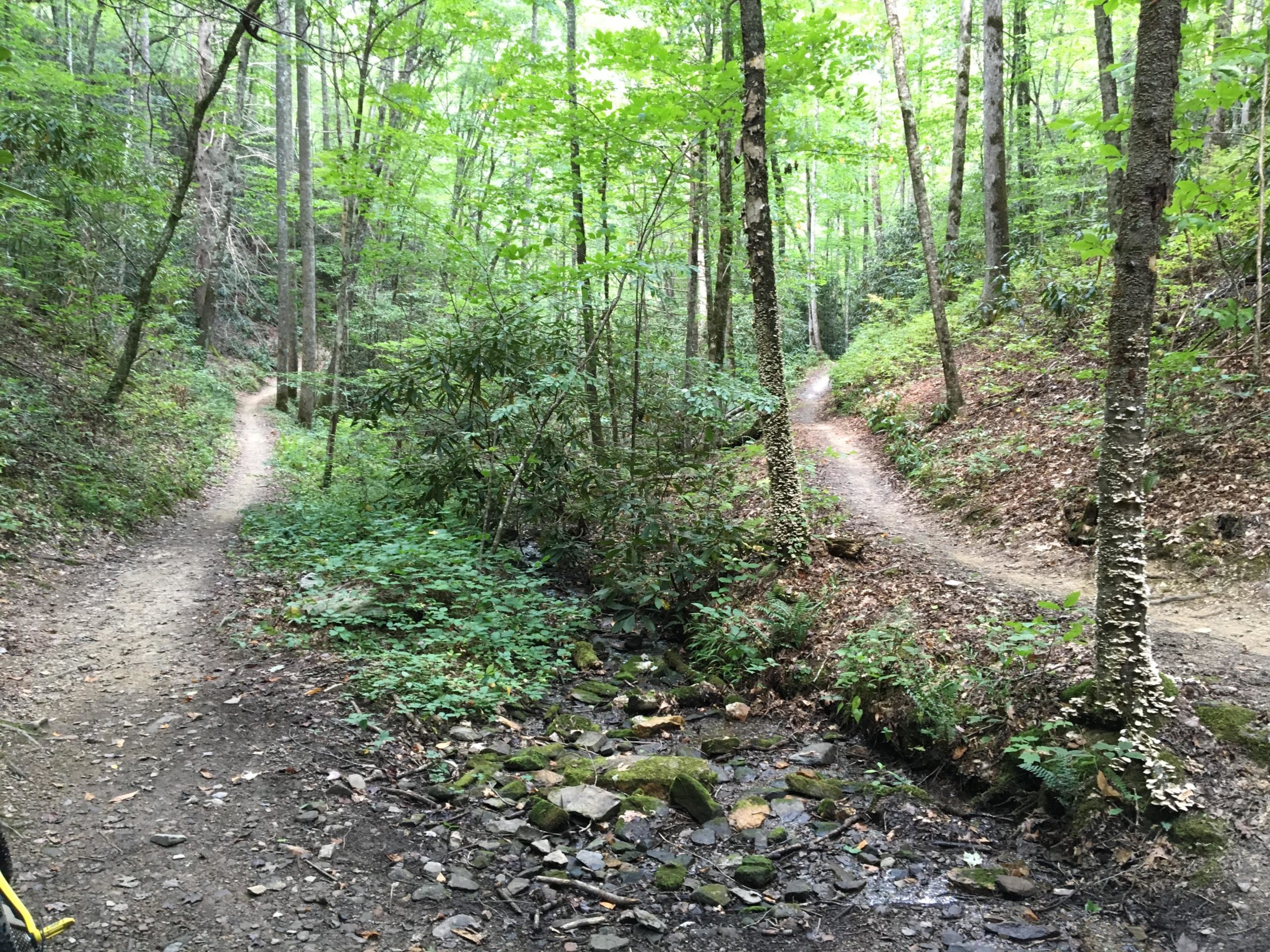 A fork in a wooded hiking trail, with two paths diverging to the left and right. Lush green foliage lines the path, and a small stream runs alongside the trail. The scene is tranquil, surrounded by tall trees and a variety of plants. Tsali Thompson Loop mountain bike trail.
