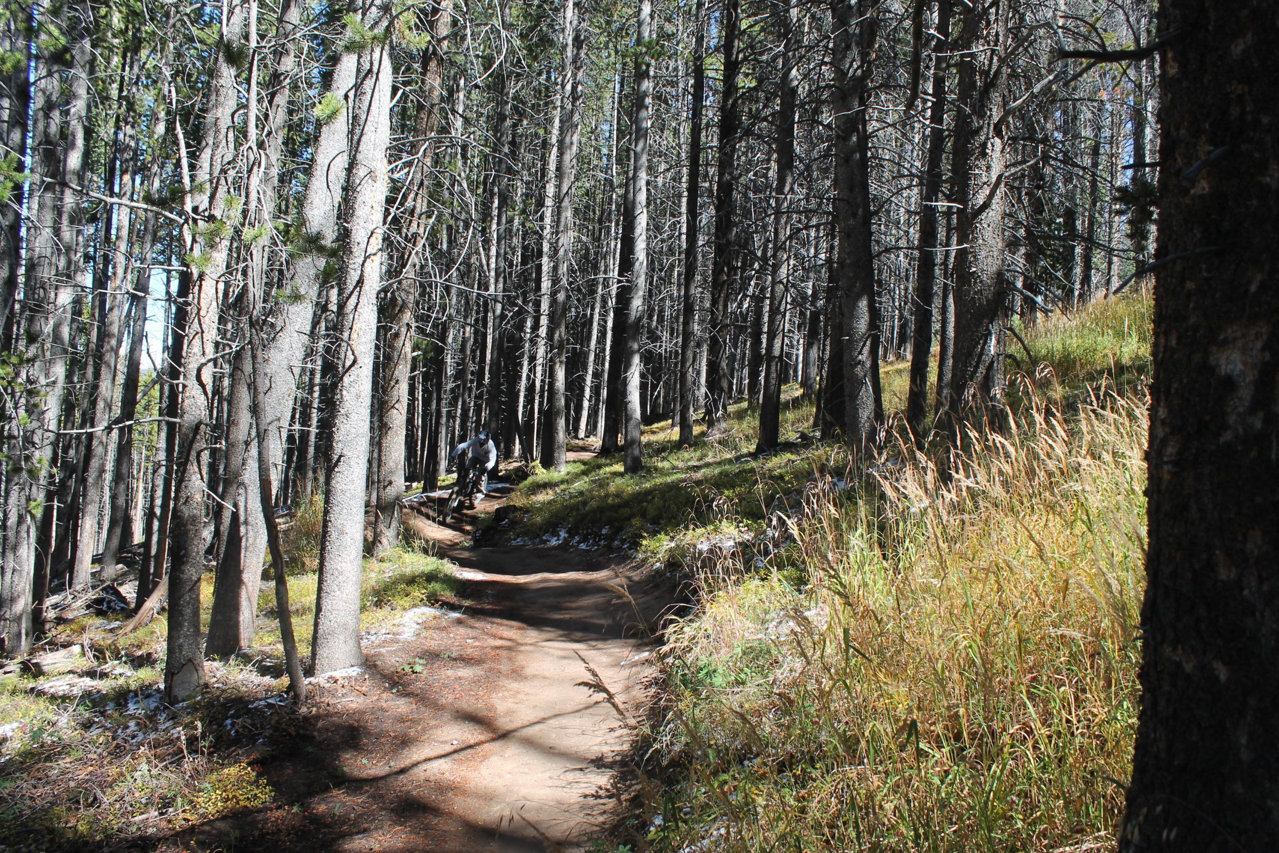 A winding dirt path through a forest of tall pine trees, with patches of sunlight filtering through the branches. The trail is flanked by green grass and scattered patches of snow, creating a serene natural landscape. In the distance, a figure can be seen riding a bicycle along the path. Vail Mountain Bike Park mountain bike trail.