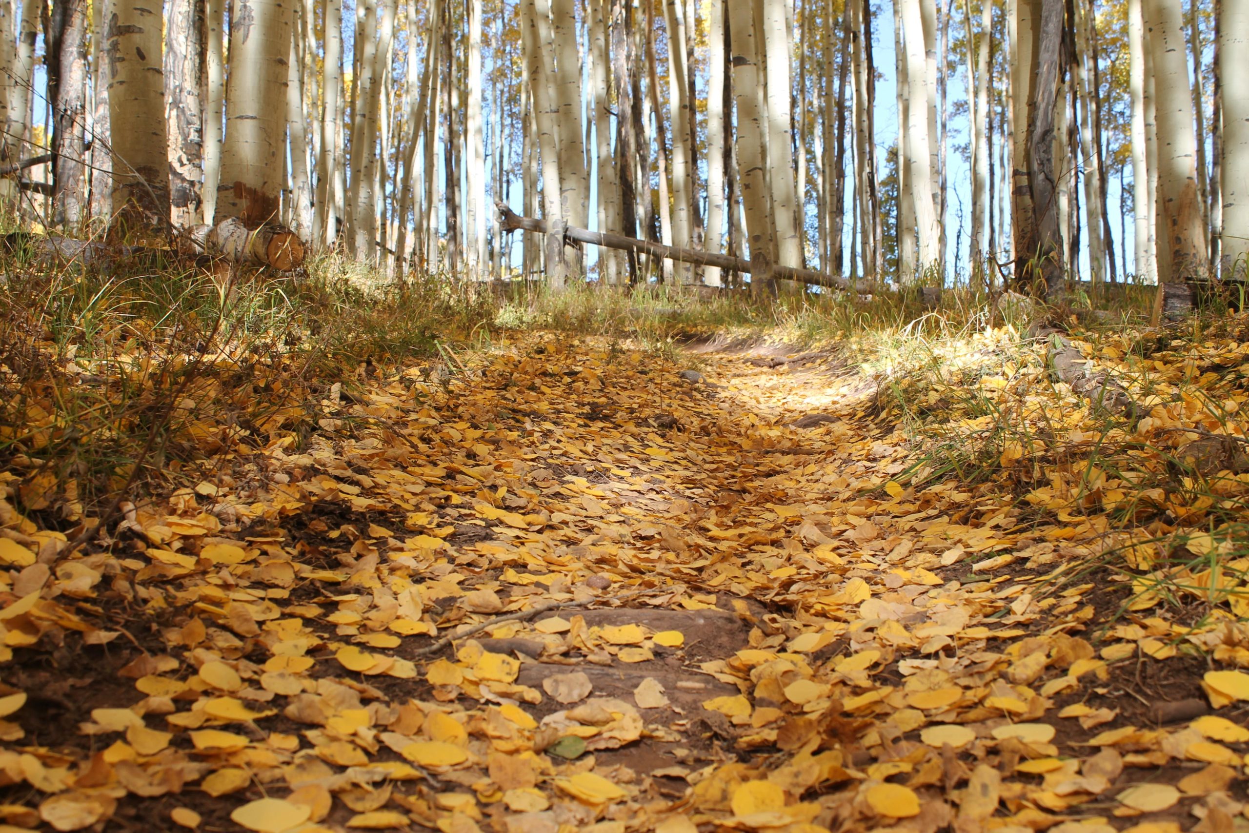A peaceful forest pathway covered with golden fall leaves, surrounded by tall aspen trees with white bark, under a clear blue sky. Buffehr Creek mountain bike trail.