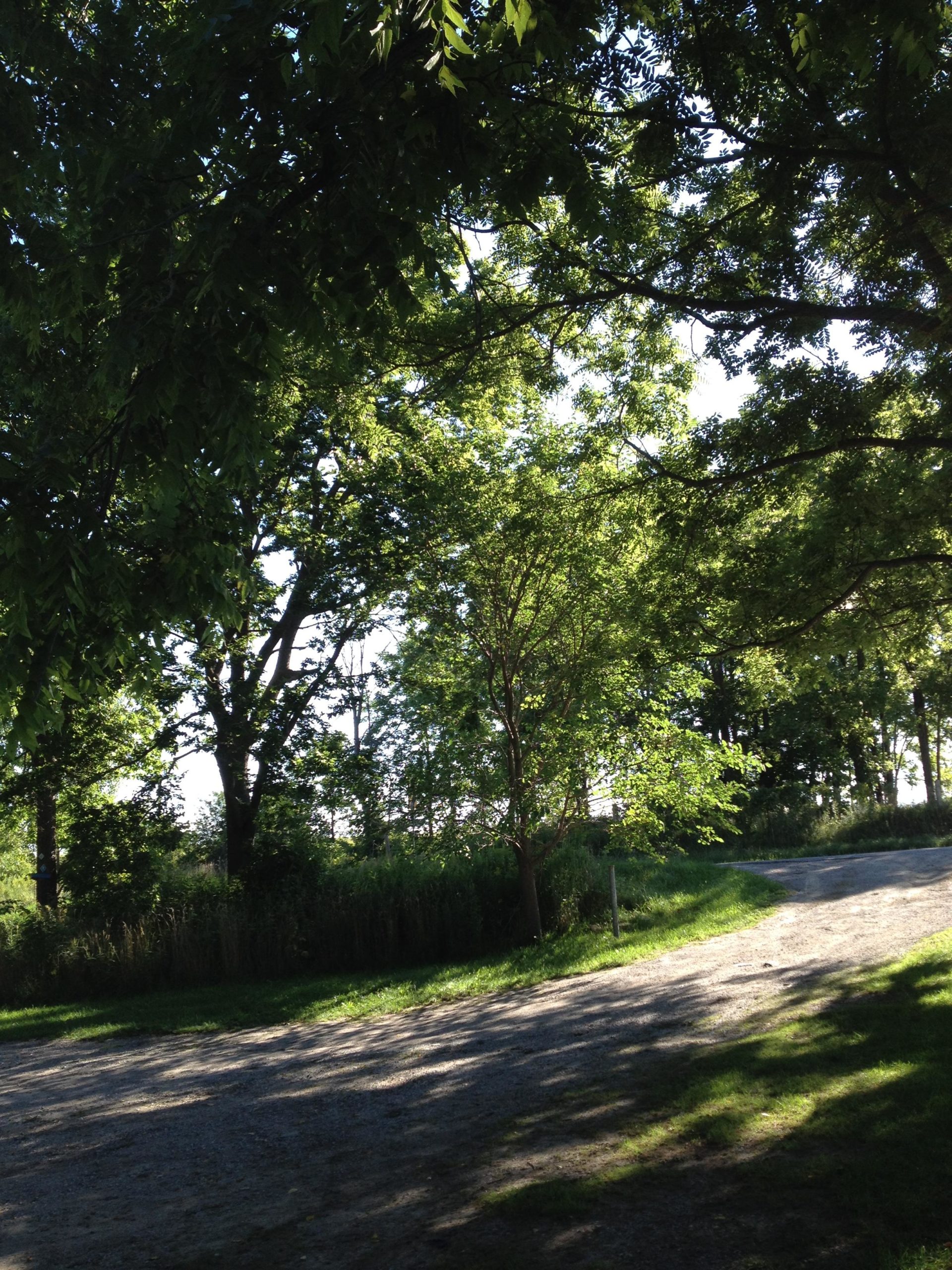 A sunny, serene landscape featuring a gravel path winding through lush green trees and foliage. The sunlight filters through the leaves, creating dappled shadows on the ground. Fanshawe Lake mountain bike trail.