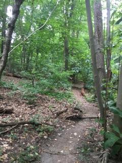 A winding dirt path through a lush green forest, surrounded by trees and dense foliage. The ground is covered with leaves and twigs, indicating a natural, untouched environment. Belmont Plateau mountain bike trail.