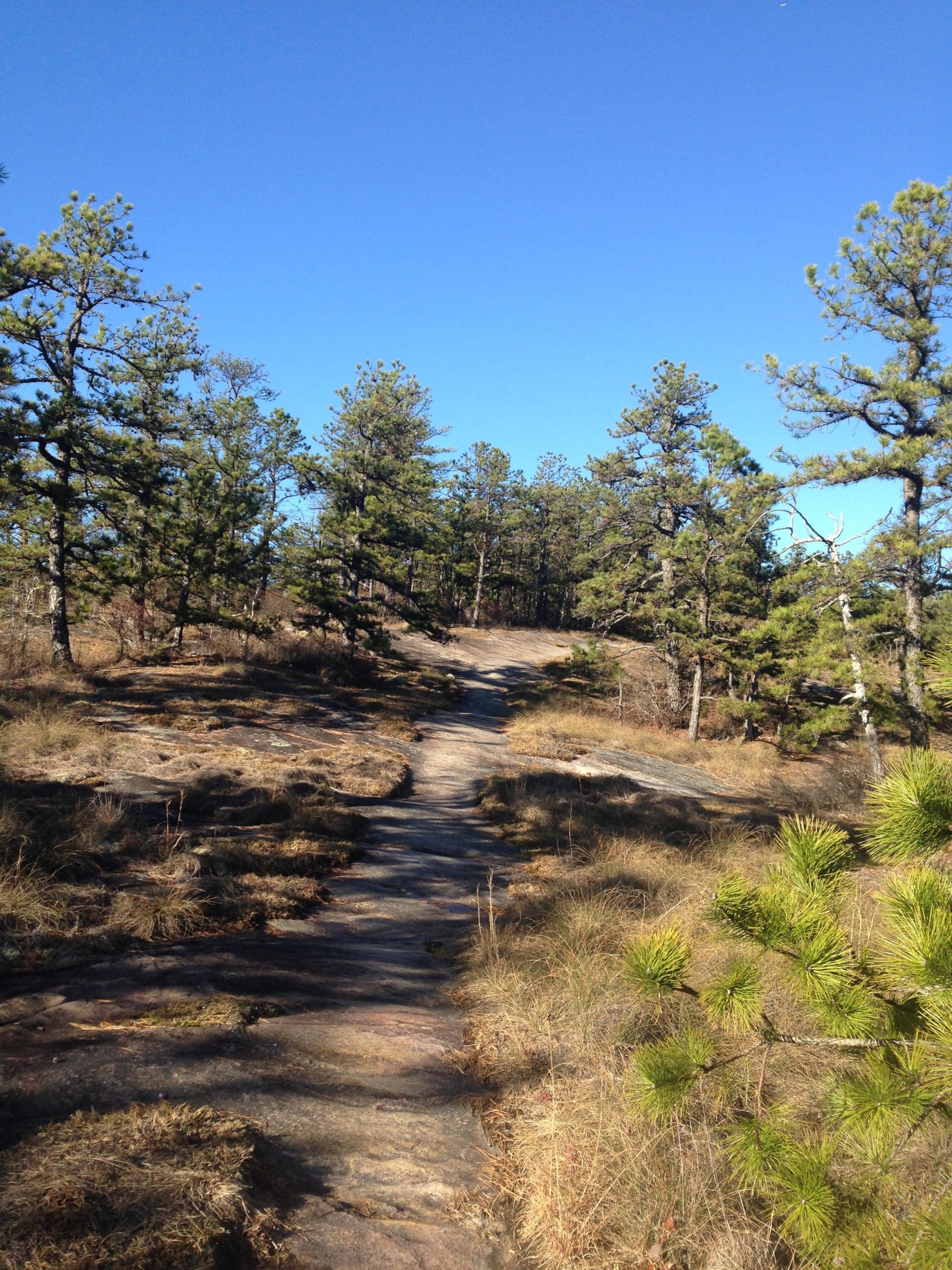 Pathway winding through a sunlit forest, lined with tall pine trees and patches of grass, under a clear blue sky. Cedar Rock Trail #16 mountain bike trail.