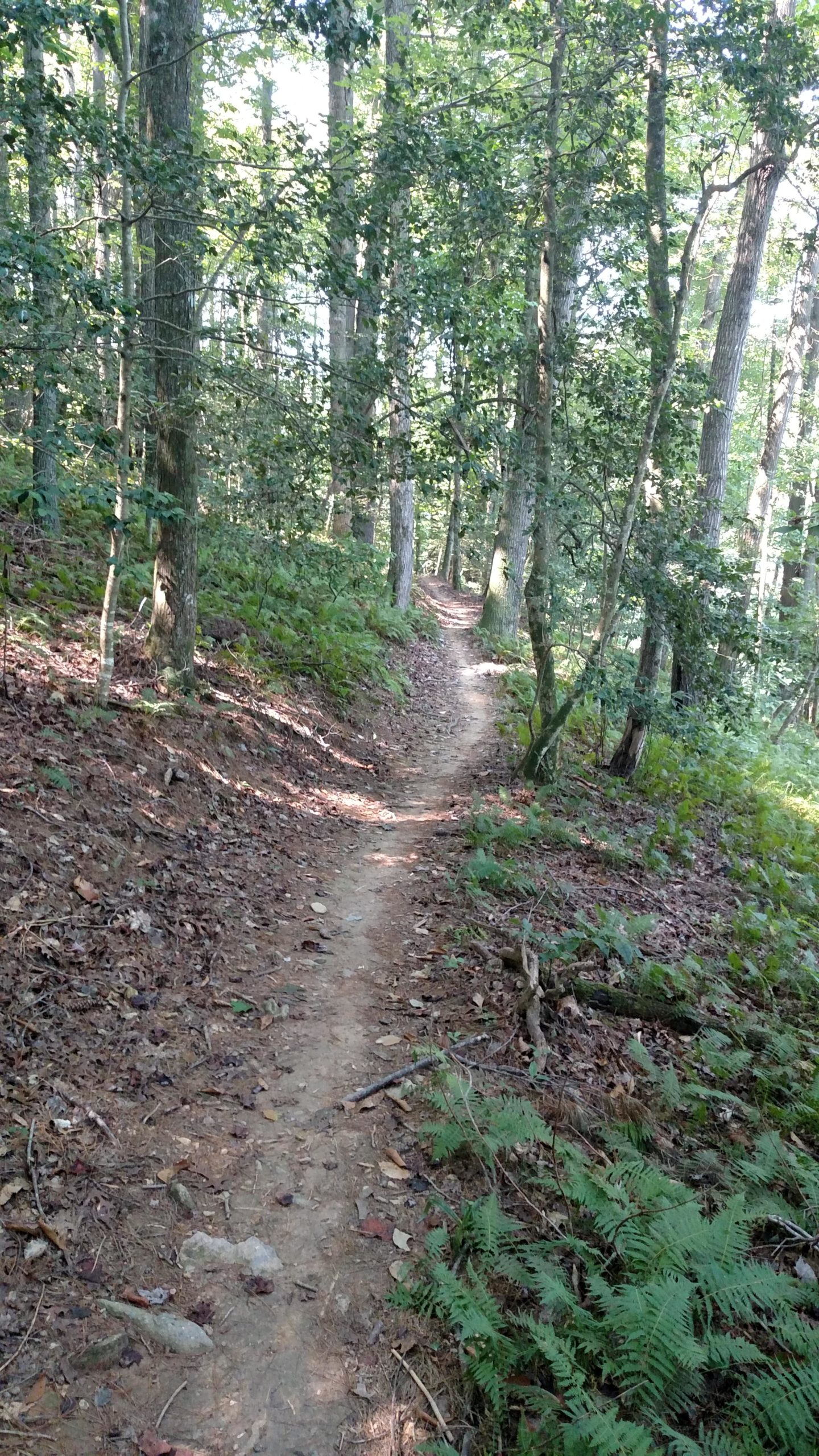 A winding dirt path through a lush green forest, surrounded by tall trees and ferns, with dappled sunlight filtering through the leaves. Dark Mountain Trail mountain bike trail.