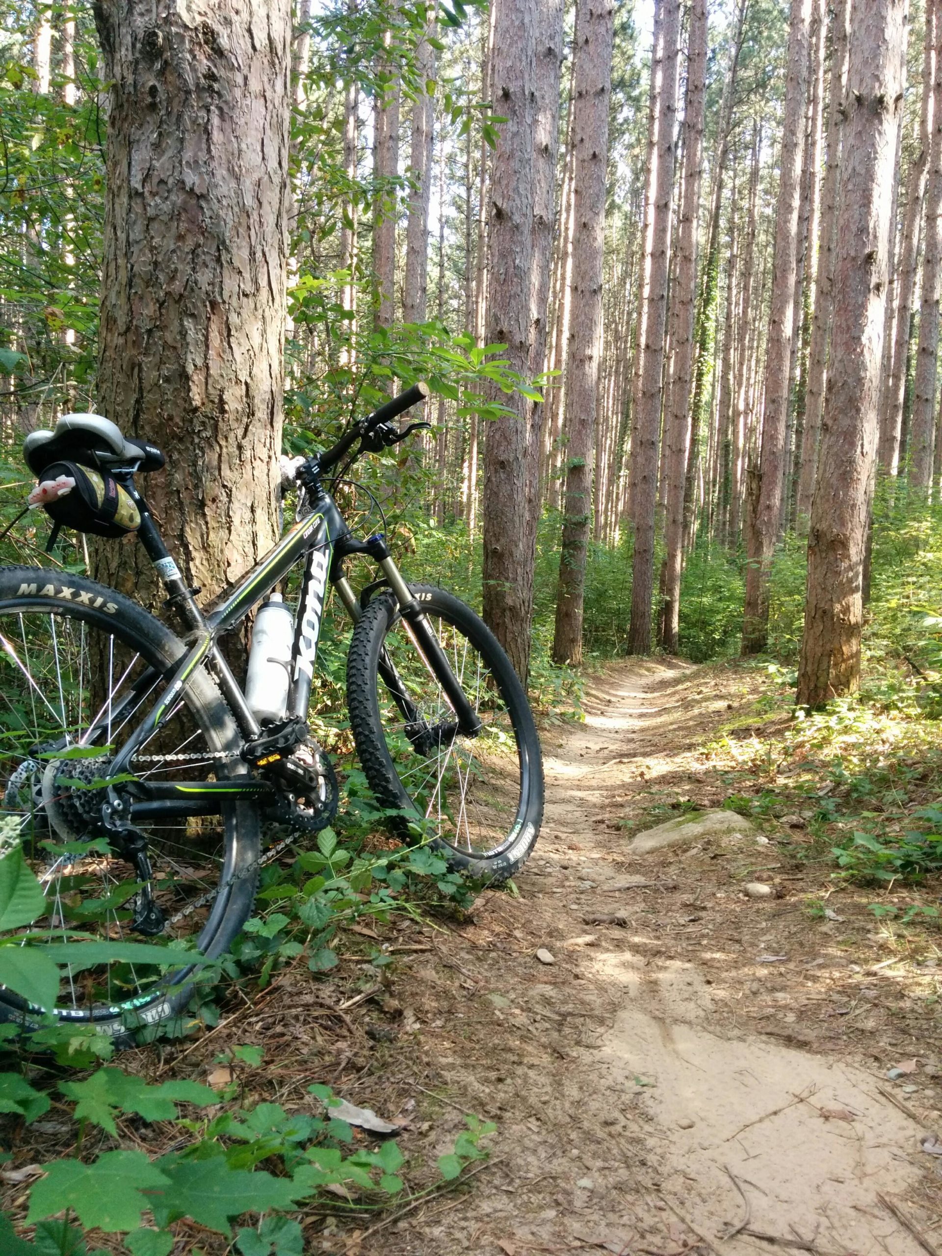 A mountain bike leaned against a tree on a dirt trail surrounded by tall pine trees and dense green foliage. The path is winding and lightly covered in sand and dirt, inviting outdoor exploration and cycling adventures. Yankee Springs mountain bike trail.