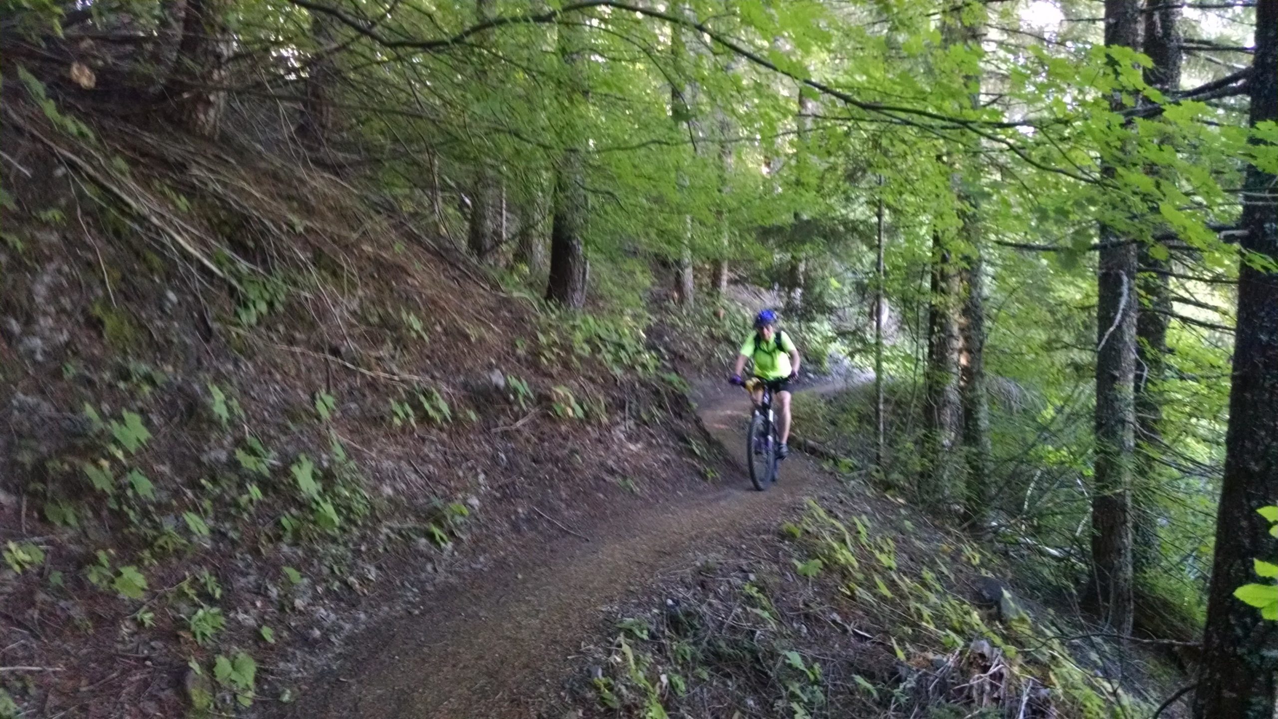 A cyclist riding a mountain bike along a narrow dirt trail through a lush green forest, surrounded by trees and foliage. Ape Canyon#234, Abraham#216d, Smith Creek#225 Trails mountain bike trail.