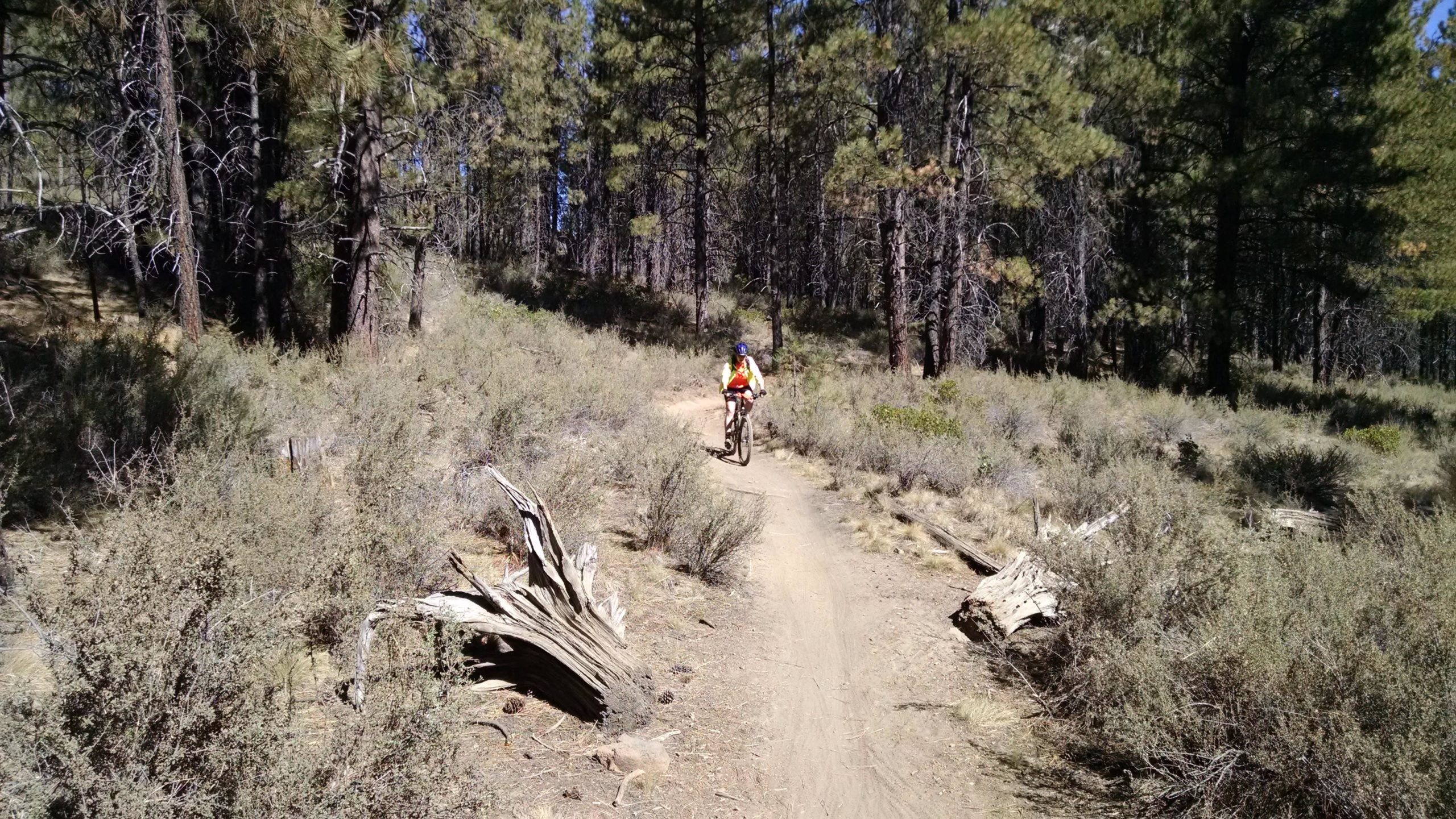 A person riding a mountain bike on a dirt trail surrounded by tall trees and shrubs in a forested area. The cyclist is wearing a bright orange shirt and a helmet, and the path winds through a natural setting with scattered logs and vegetation. Phil's Area mountain bike trail.