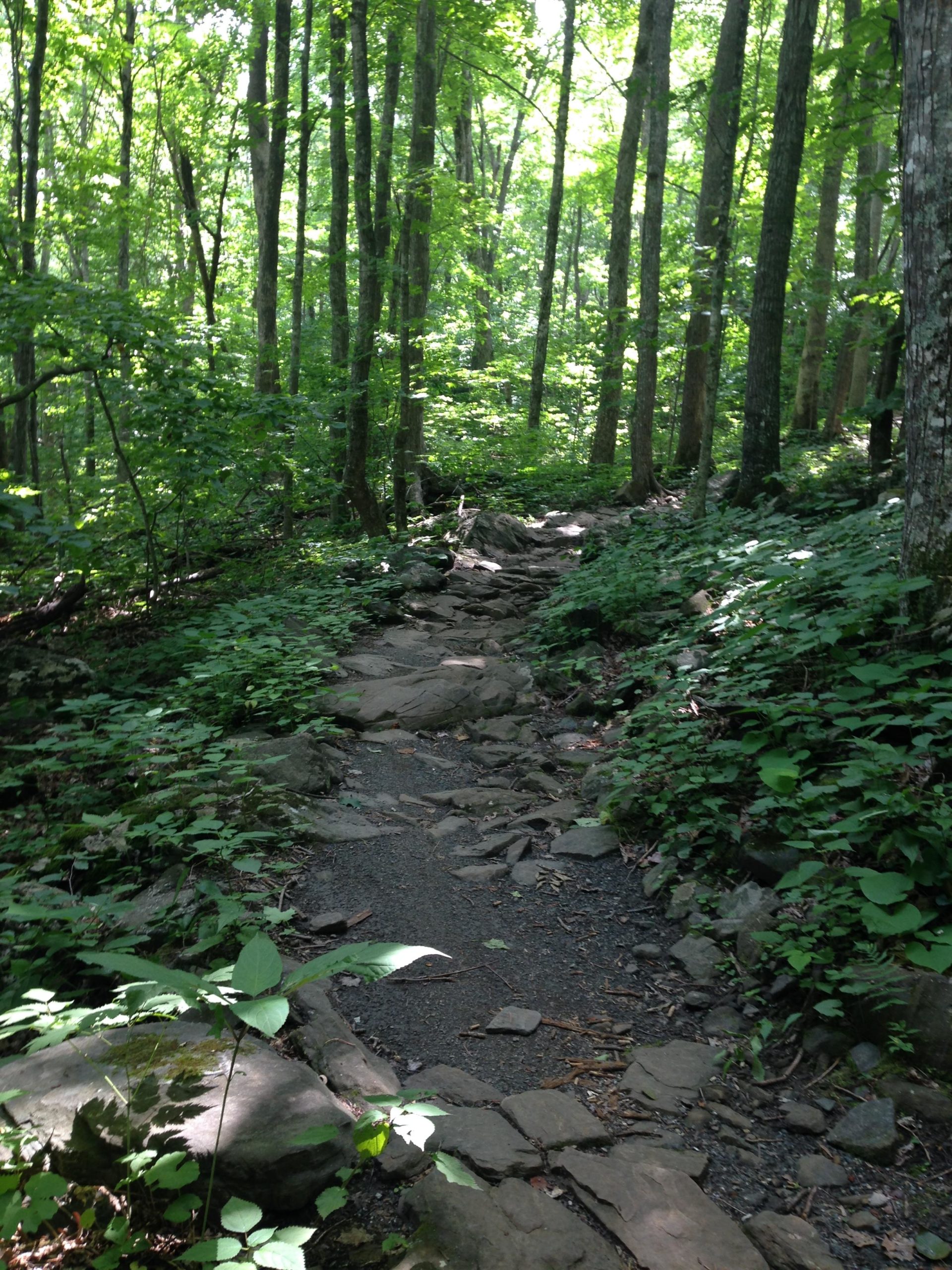 A narrow, rocky path winds through a lush green forest, with tall trees and abundant foliage surrounding it. The sunlight filters through the leaves, creating dappled lighting on the ground. Rocky Knob Park mountain bike trail.
