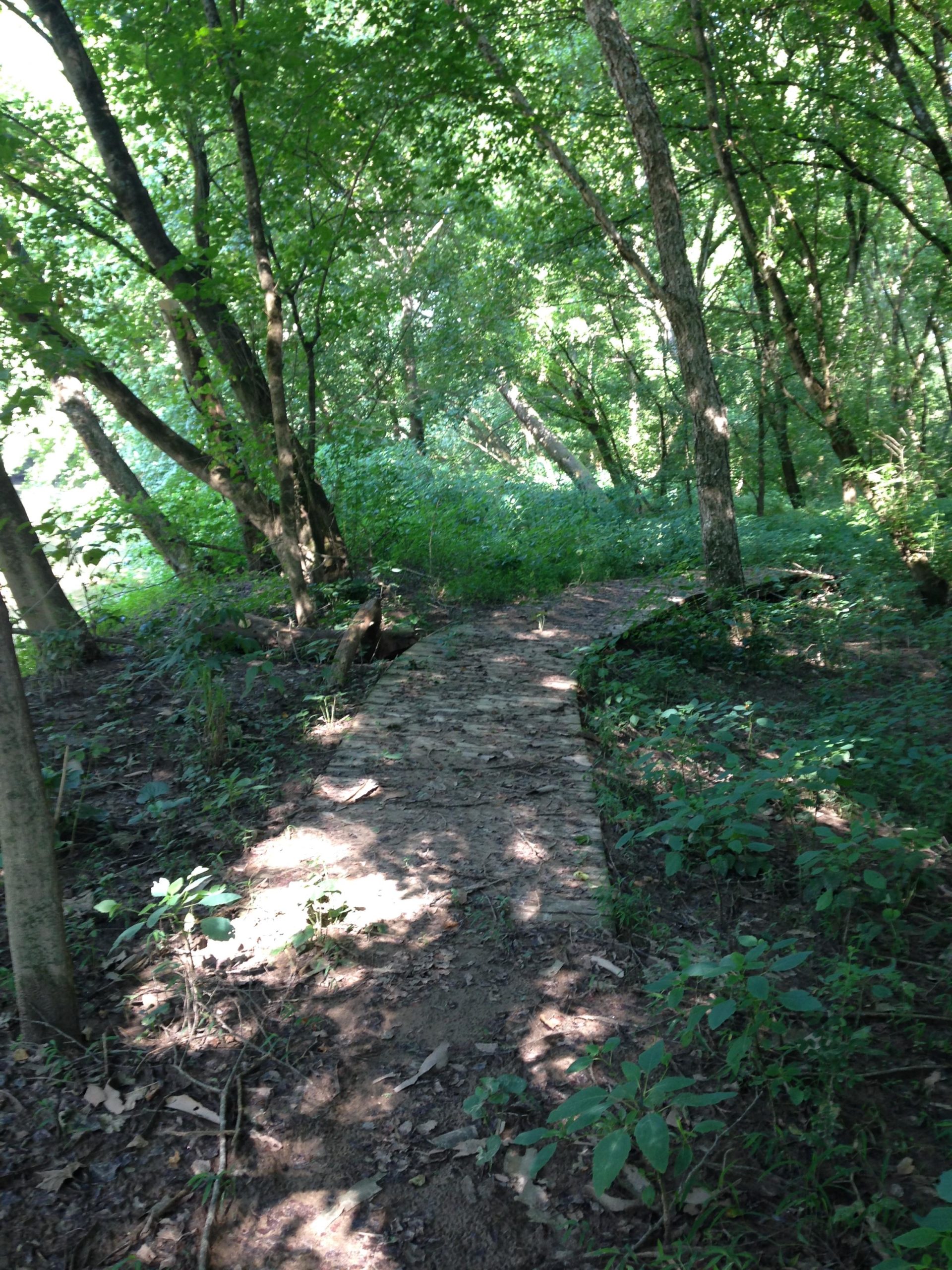 A serene pathway meanders through a lush, green woodland, flanked by tall trees and vibrant undergrowth. Sunlight filters through the leaves, casting dappled shadows on the ground beside the dirt trail. Warrior Creek mountain bike trail.