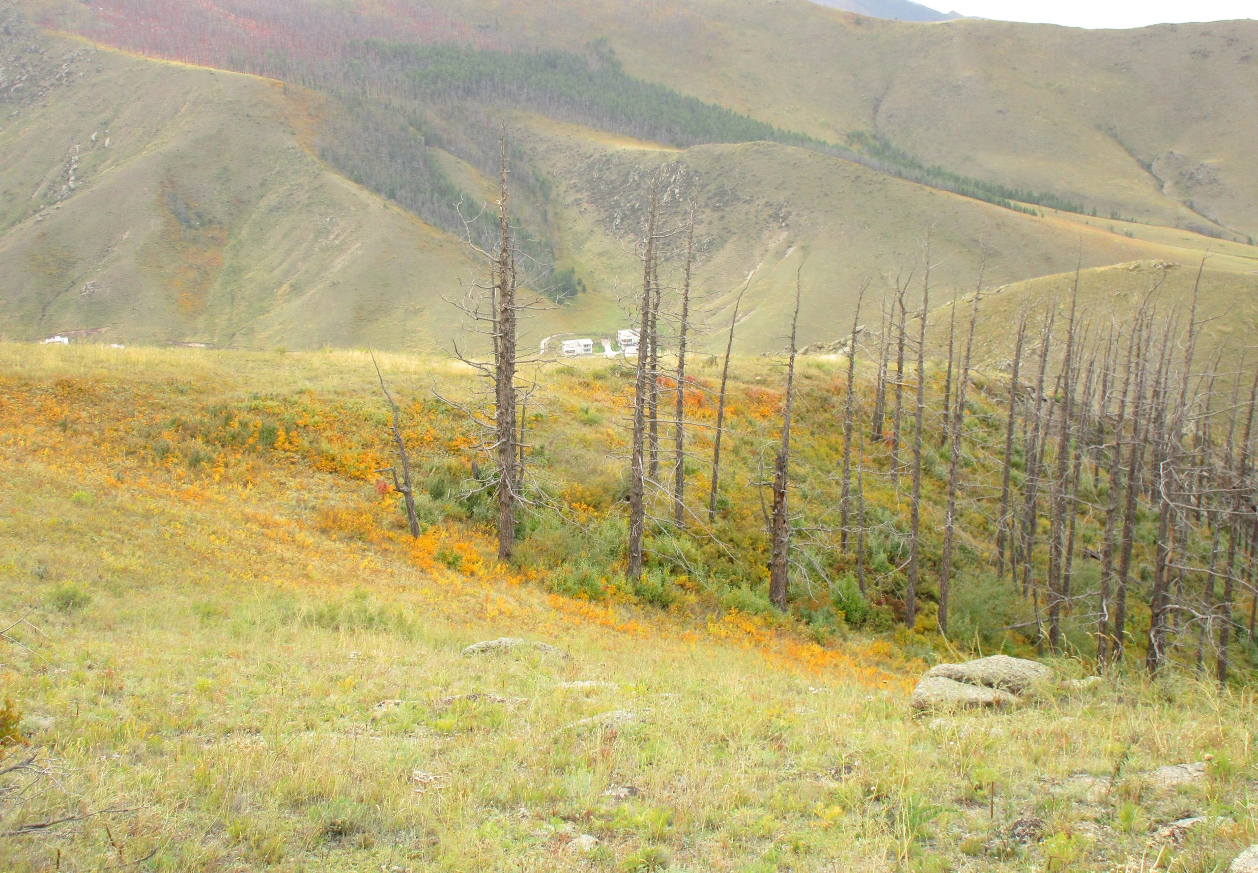 A scenic hillside featuring a mix of vibrant orange and green vegetation, with several tall, bare trees scattered throughout. In the background, rolling mountains are visible. A few buildings can be seen in the distance, blending into the natural landscape. The overall atmosphere conveys a serene, natural environment. The Beast mountain bike trail.