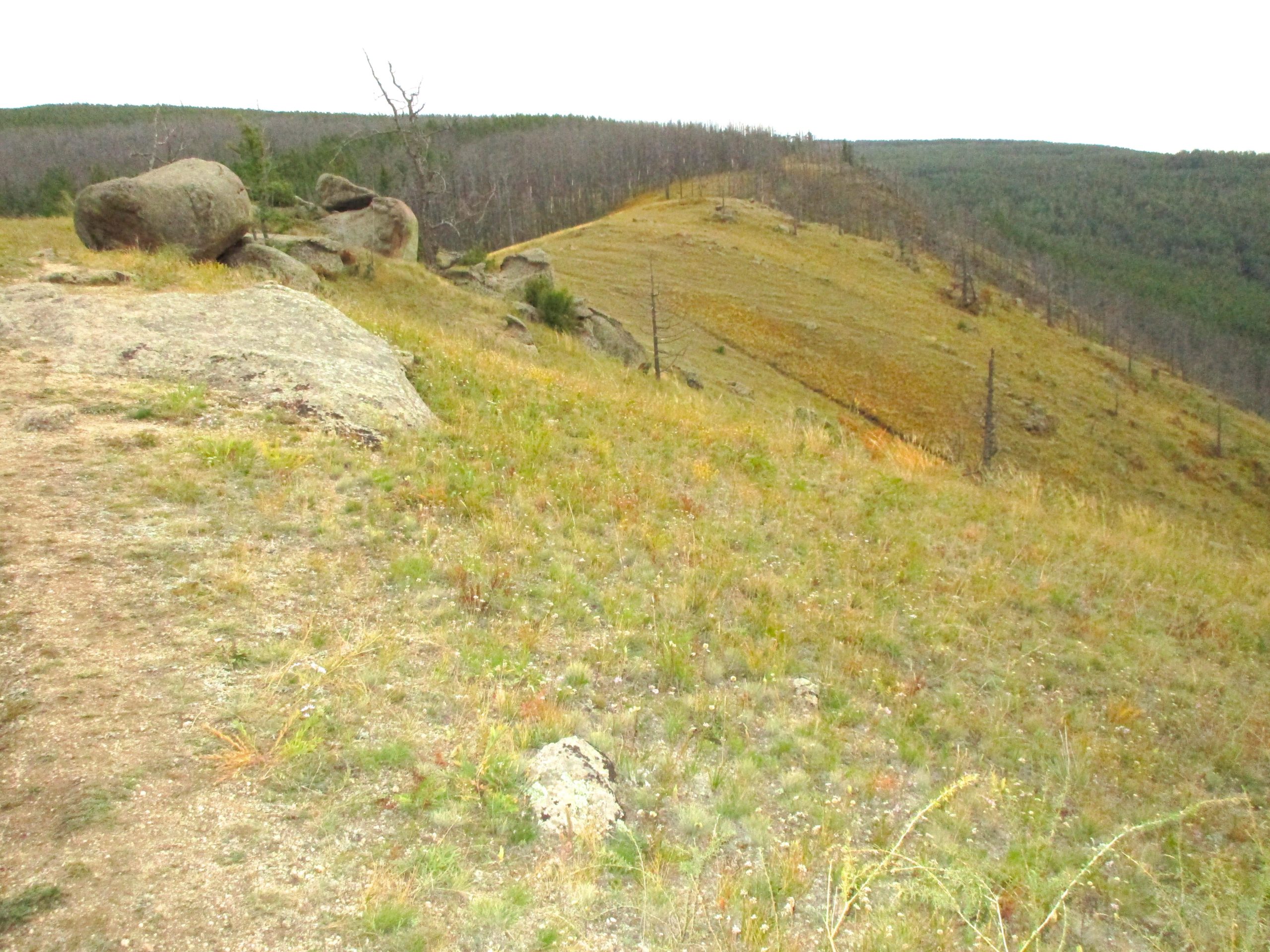 A panoramic view of a hillside showcasing a mix of grassy areas and rocky outcrops, with sparse trees in the background. The landscape is gently rolling, leading up to a more densely forested area in the distance. The sky is overcast, creating a muted lighting effect across the scene. The Beast mountain bike trail.