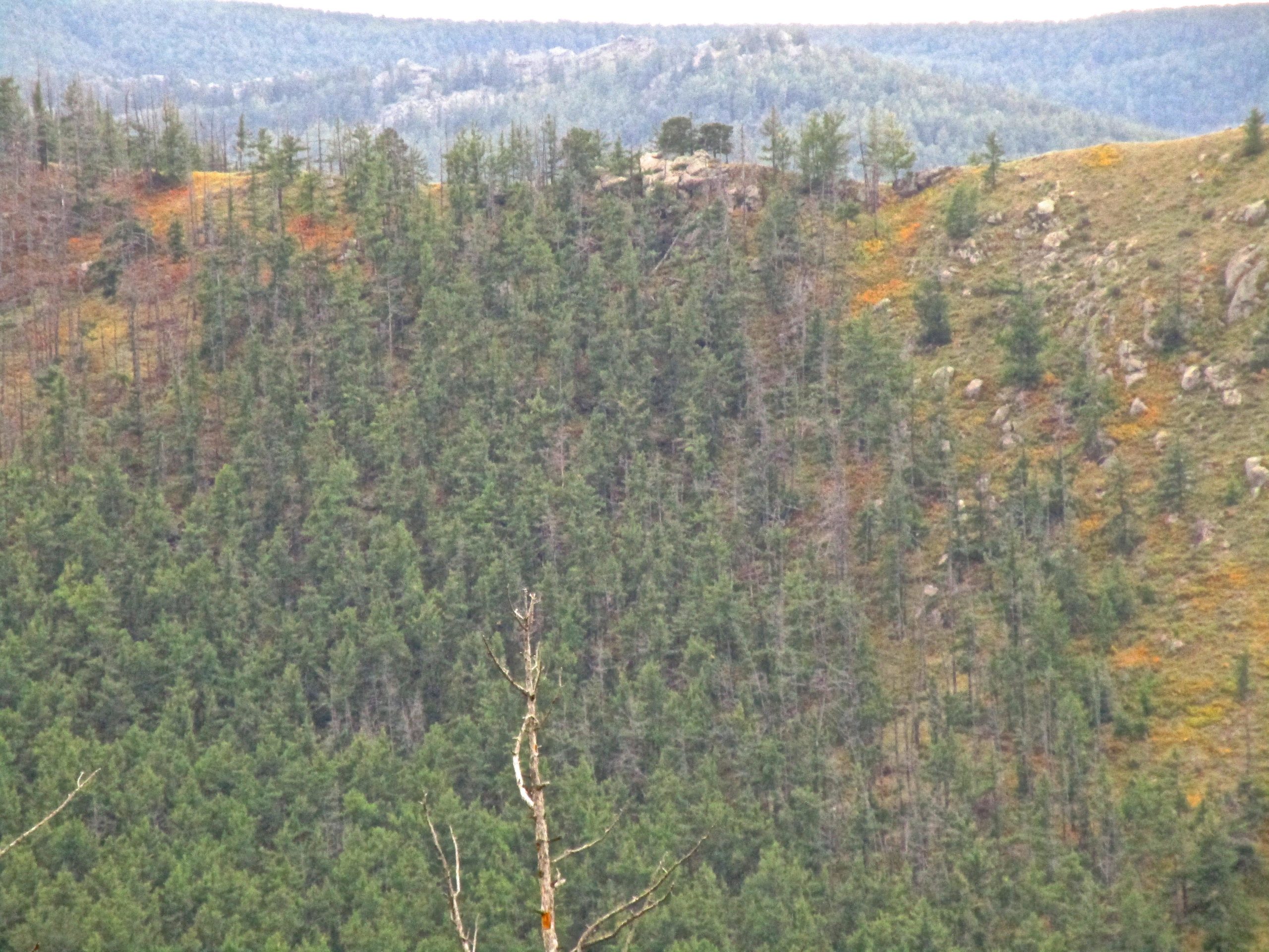A mountainous landscape featuring a densely wooded slope with evergreen trees, some areas showing signs of growth and others with bare patches. The background includes additional hills, providing layers to the scene under a cloudy sky. The Beast mountain bike trail.