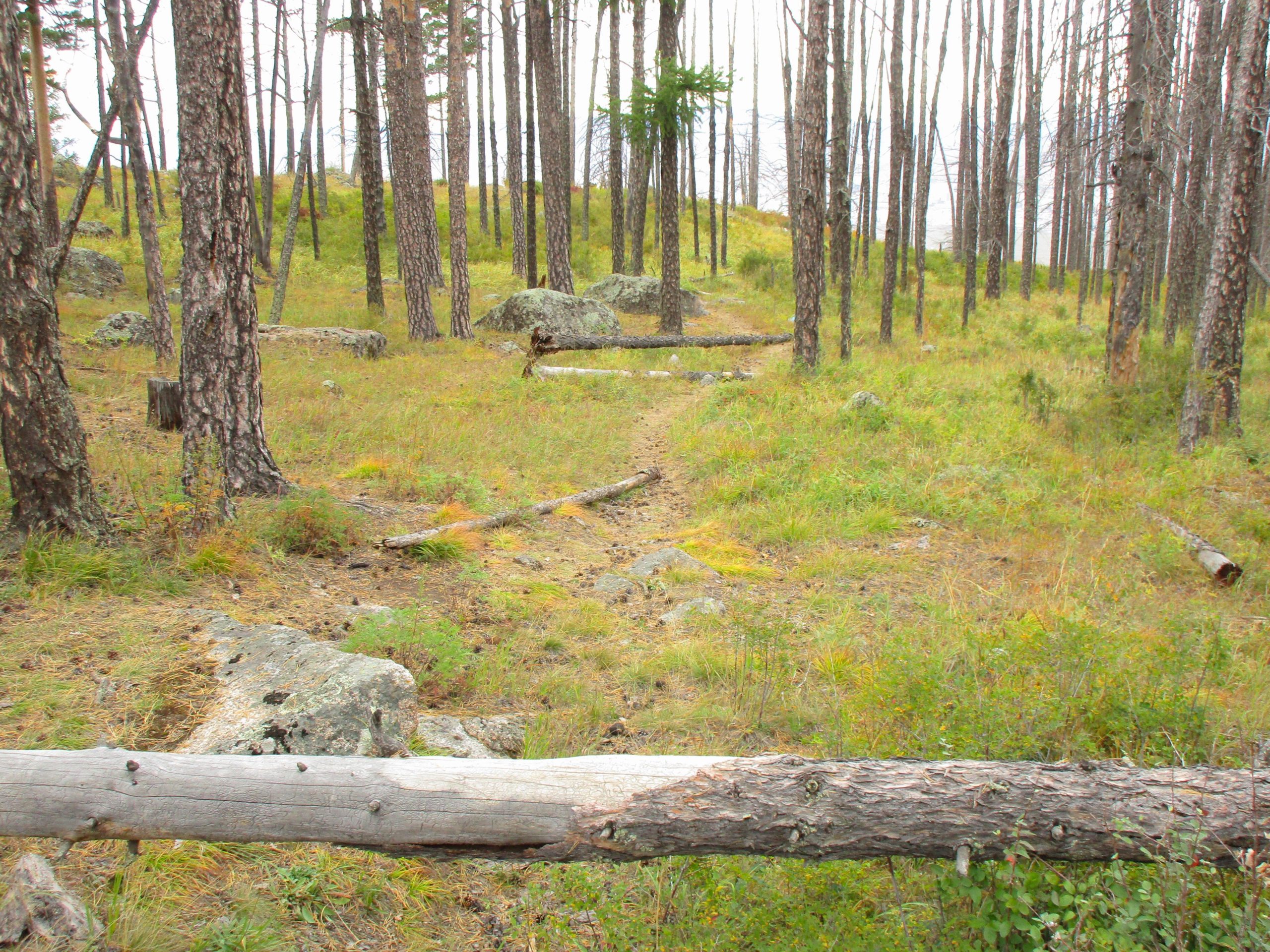 A serene forest scene featuring tall, slender trees with visible bark textures, scattered logs, and patches of grass and rocks on the ground. The landscape appears peaceful and natural, suggesting a slight elevation in the background. Soft, diffused lighting highlights the earthy tones of the foliage and ground cover. The Beast mountain bike trail.