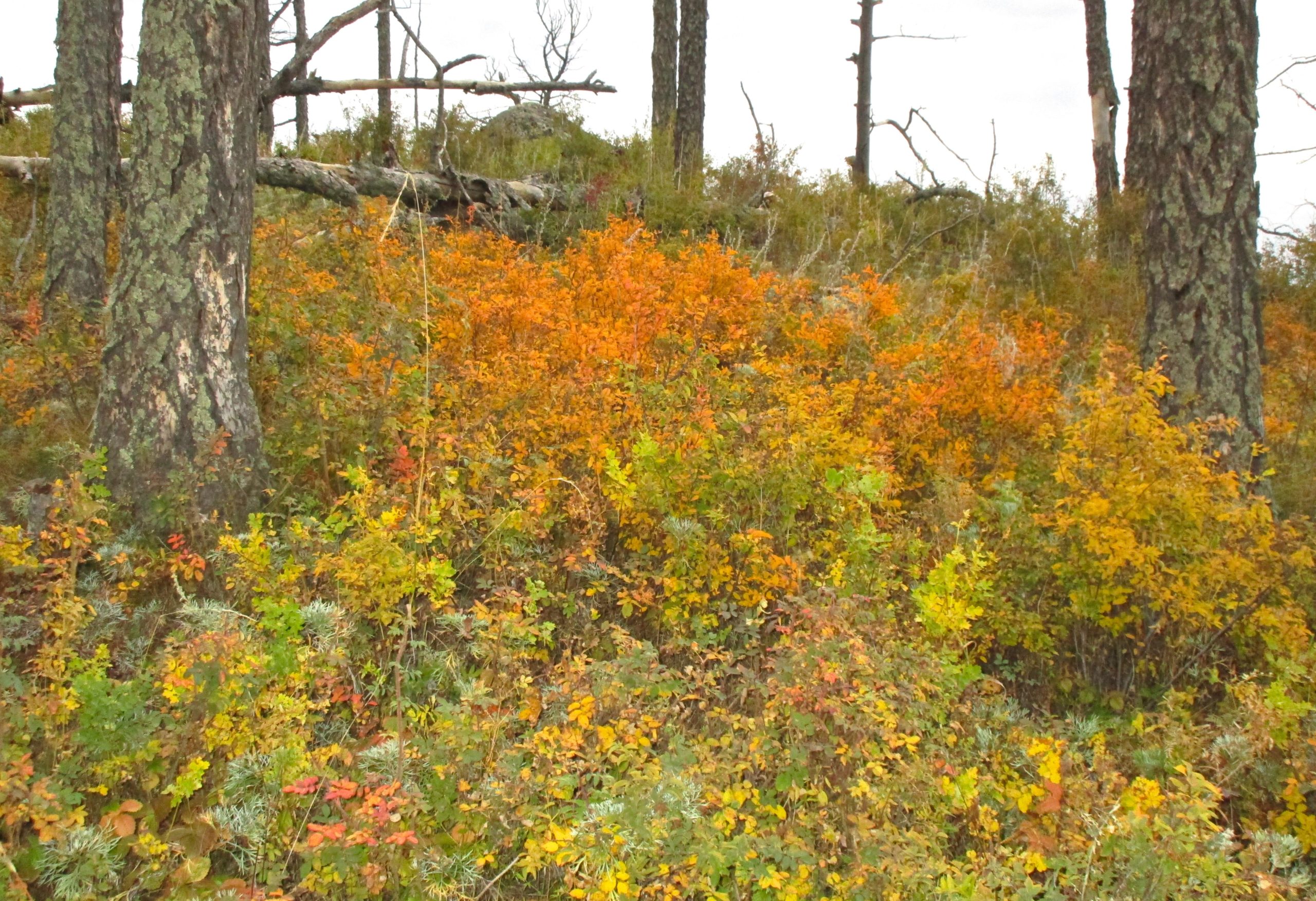 A forest landscape featuring vibrant orange and yellow foliage in the underbrush, with tall trees in the background and some fallen branches. The scene captures the beauty of autumn in a natural setting. The Beast mountain bike trail.