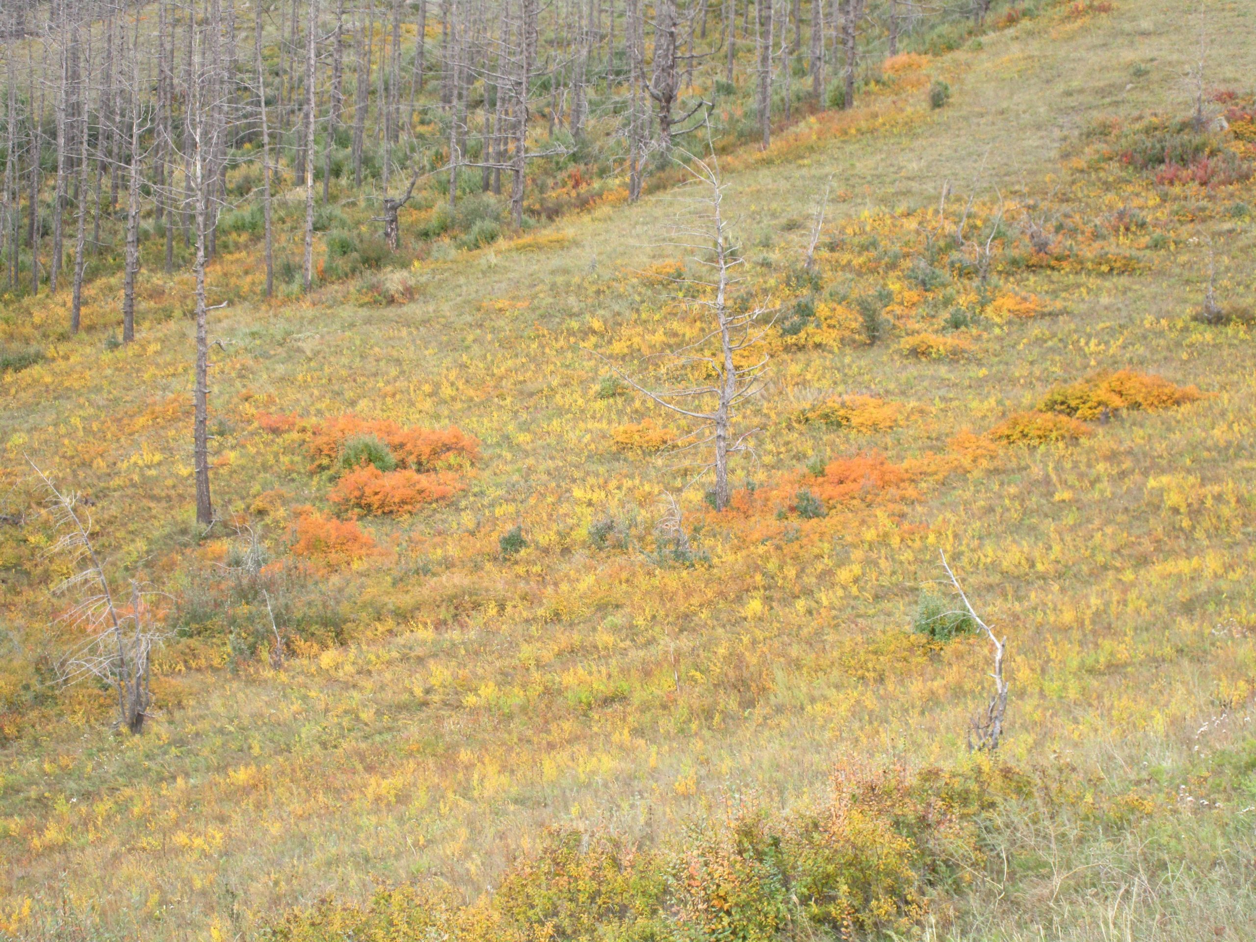 A hillside covered with vibrant autumn foliage featuring shades of yellow, orange, and green, alongside various sparse, leafless trees. The landscape captures the beauty of the fall season. The Beast mountain bike trail.
