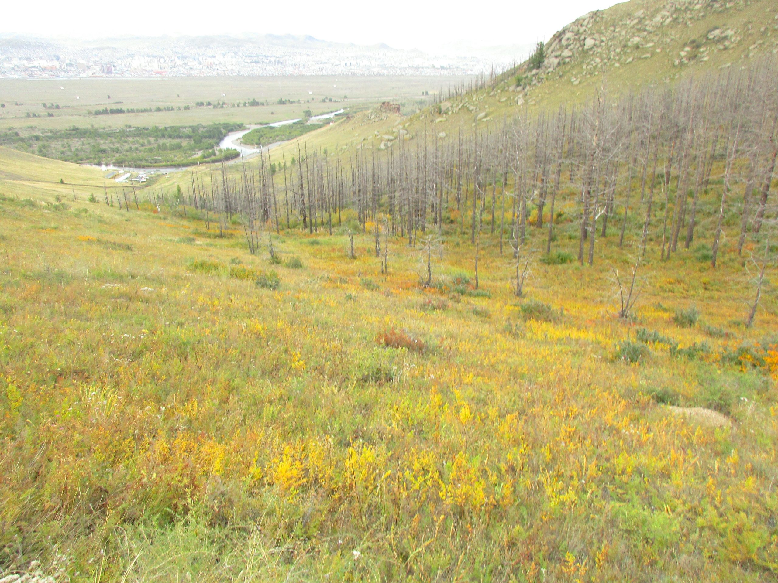 A scenic view of a sloped landscape featuring an array of colorful wildflowers and grasses in shades of yellow and green. In the background, sparse, dead trees stand upright, while a winding river can be seen in the distance, leading to a cityscape on the horizon. The sky is overcast, creating a soft, diffused light over the entire scene. The Beast mountain bike trail.