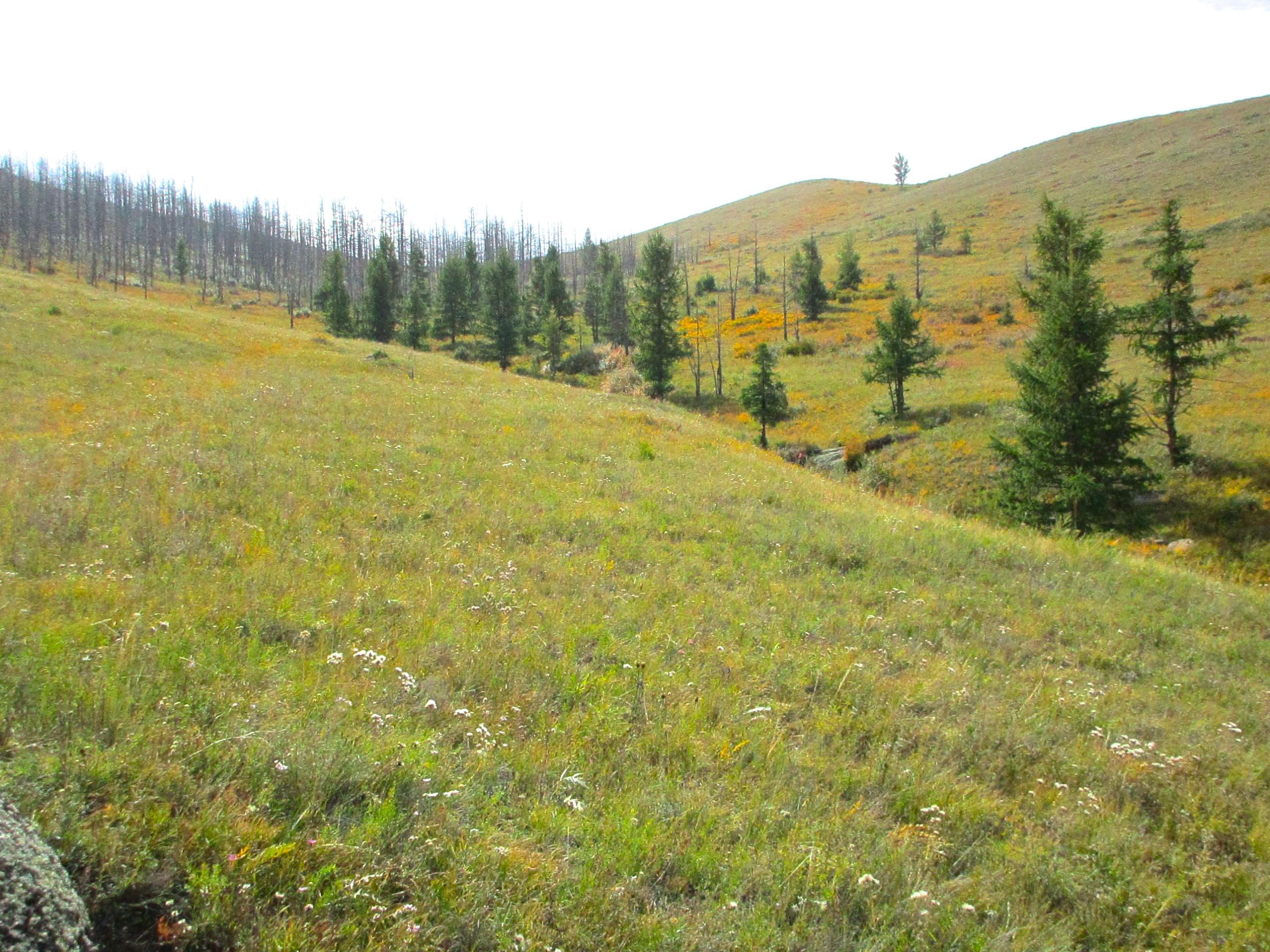 A grassy hillside with patches of wildflowers, dotted with evergreen trees. In the background, there's a line of charred tree trunks, indicating a previously burned area. The landscape features rolling hills under a bright sky. The Beast mountain bike trail.