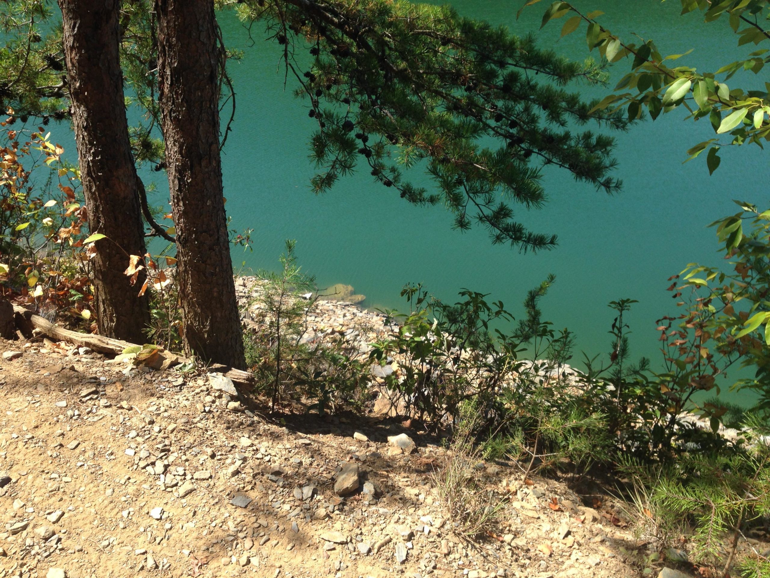 A natural landscape featuring two trees with a rocky shoreline and turquoise water in the background. The scene includes scattered rocks, dirt, and various green plants along the edge of the water. Sunlight highlights the vibrant colors of the foliage. Tsali Left Loop mountain bike trail.
