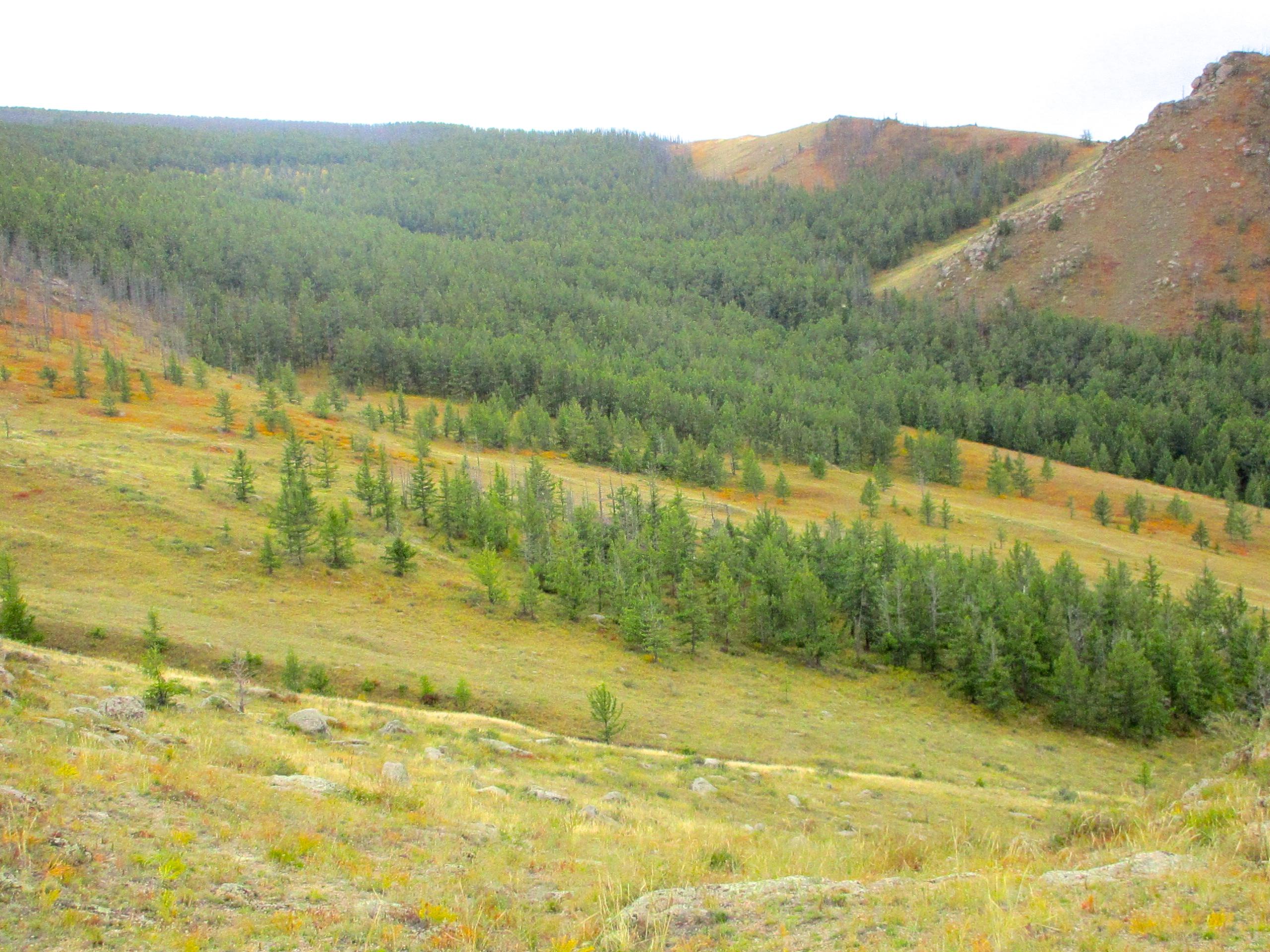 A scenic landscape featuring a rolling hillside covered with green coniferous trees, transitioning to lower areas with patches of autumn colors. The sky is overcast, creating a serene atmosphere. The foreground includes grassy fields with scattered rocks, leading up to a forested hillside. The Beast mountain bike trail.