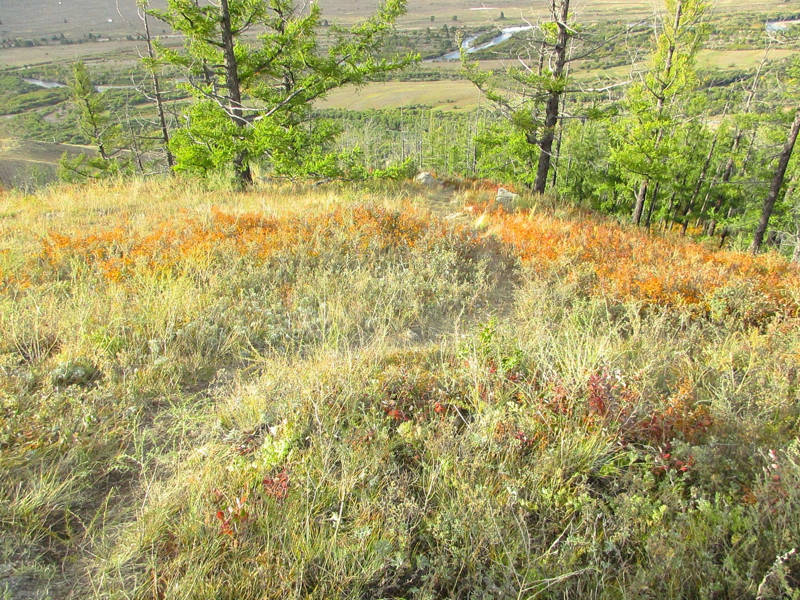 A scenic view of a grassy hilltop with patches of orange and green foliage. In the background, sparse trees stand along a landscape that slopes downward, revealing fields and winding roads. The sky is clear, enhancing the natural beauty of the serene outdoor setting. The Beast mountain bike trail.