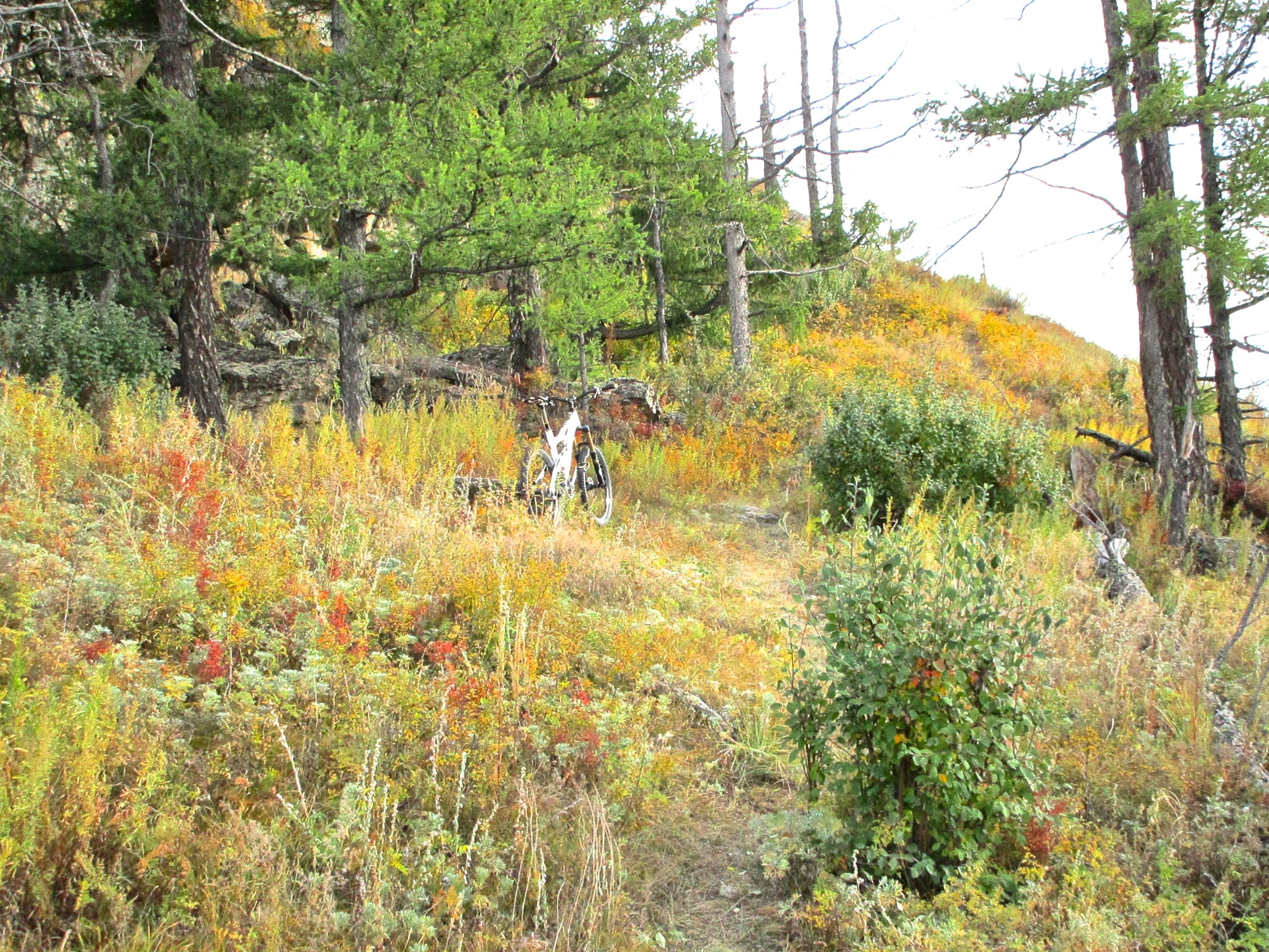 A mountain bike resting on a grassy hillside surrounded by autumn foliage, featuring a mix of green, gold, and red leaves with scattered trees in the background. The Beast mountain bike trail.