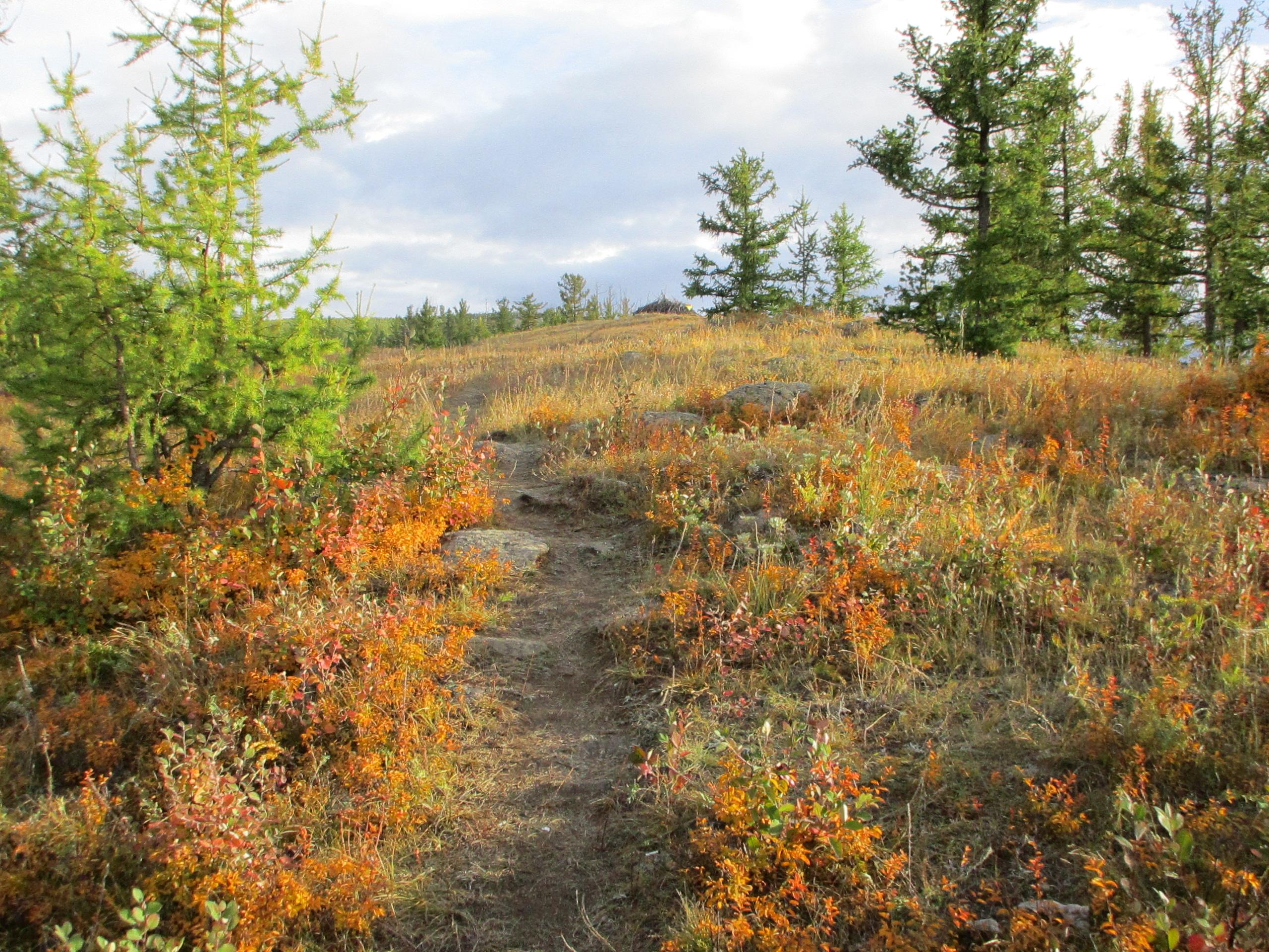 A serene landscape featuring a winding dirt path surrounded by wild grasses and vibrant autumn foliage. Green coniferous trees dot the hillside, while orange and red plants add color to the scene under a partly cloudy sky. The Beast mountain bike trail.
