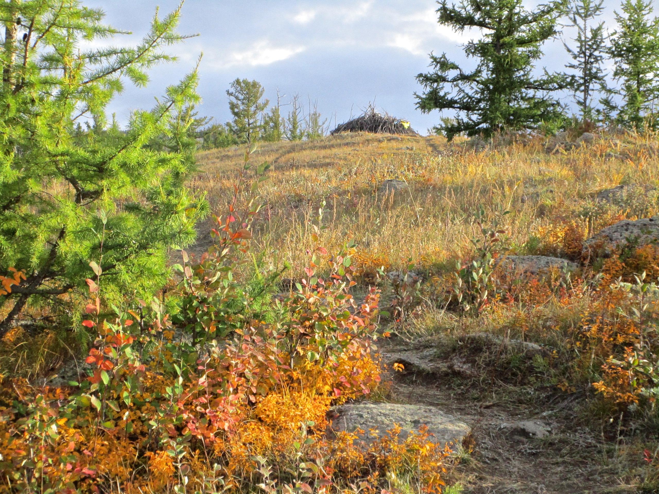 A scenic landscape featuring green coniferous trees and colorful autumn foliage. In the foreground, there are patches of bushes with red and orange leaves, alongside rocky terrain. In the distance, a small structure made of branches is partially visible on a hillside under a cloudy sky. The Beast mountain bike trail.
