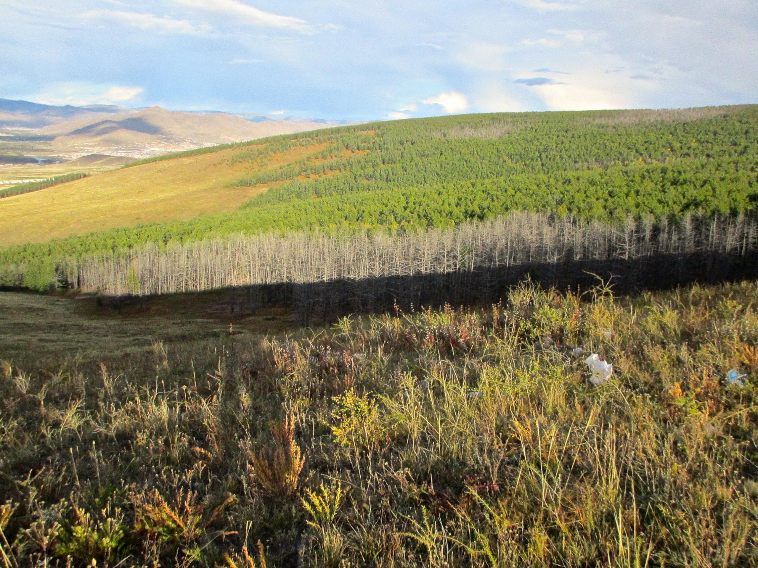 A panoramic view of rolling hills covered with lush green coniferous trees, transitioning into patches of dry, bare tree trunks. The foreground features tall grasses and wildflowers, while distant mountains are visible under a partly cloudy sky. The Beast mountain bike trail.