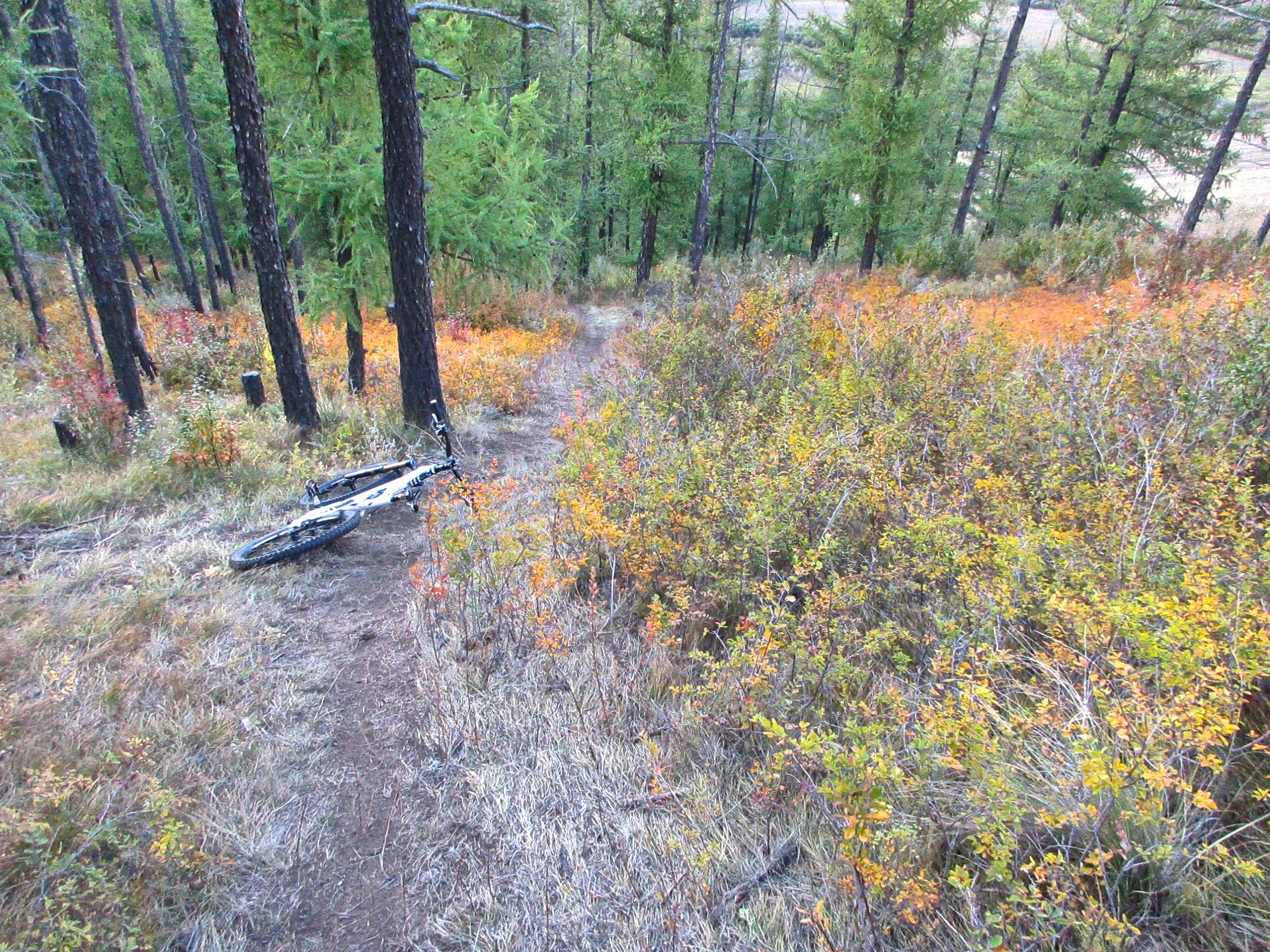 A mountain bike lies on its side on a narrow dirt trail surrounded by vibrant autumn foliage and tall pine trees. The scene depicts a forested area with patches of orange, yellow, and green vegetation. The Beast mountain bike trail.