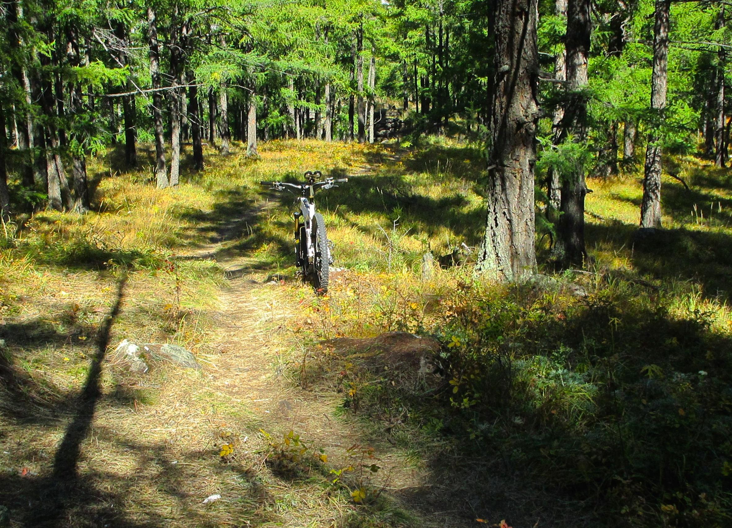 A mountain bike parked on a narrow trail winding through a lush green forest with sunlight filtering through the trees, highlighting patches of golden grass and colorful foliage. The Beast mountain bike trail.