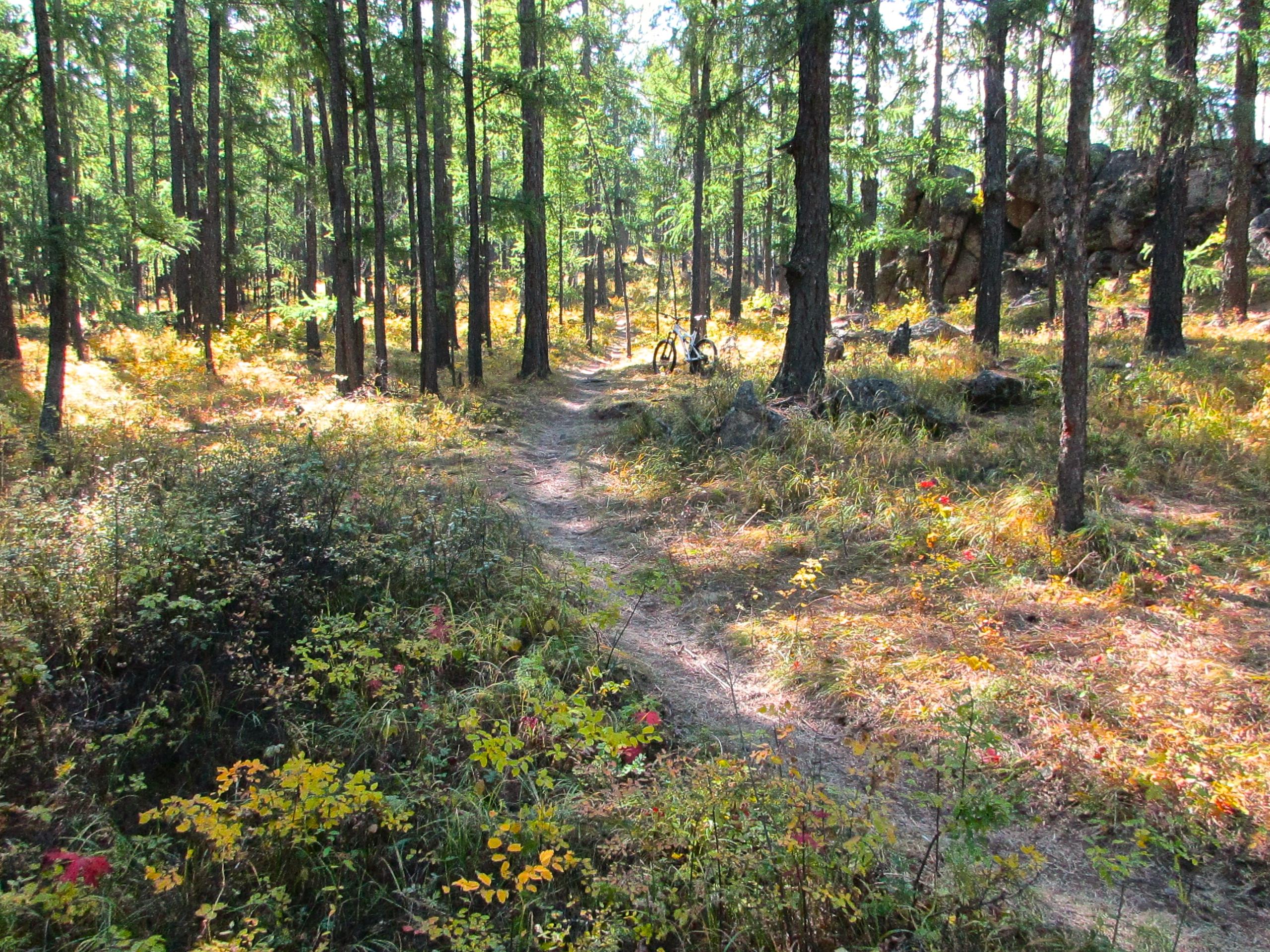 A sunlit forest path surrounded by tall trees, with a mix of green and autumn-colored foliage. A bicycle is parked near the trail, and large rocks are visible in the background. The scene conveys a serene and natural outdoor setting perfect for biking or hiking. The Beast mountain bike trail.