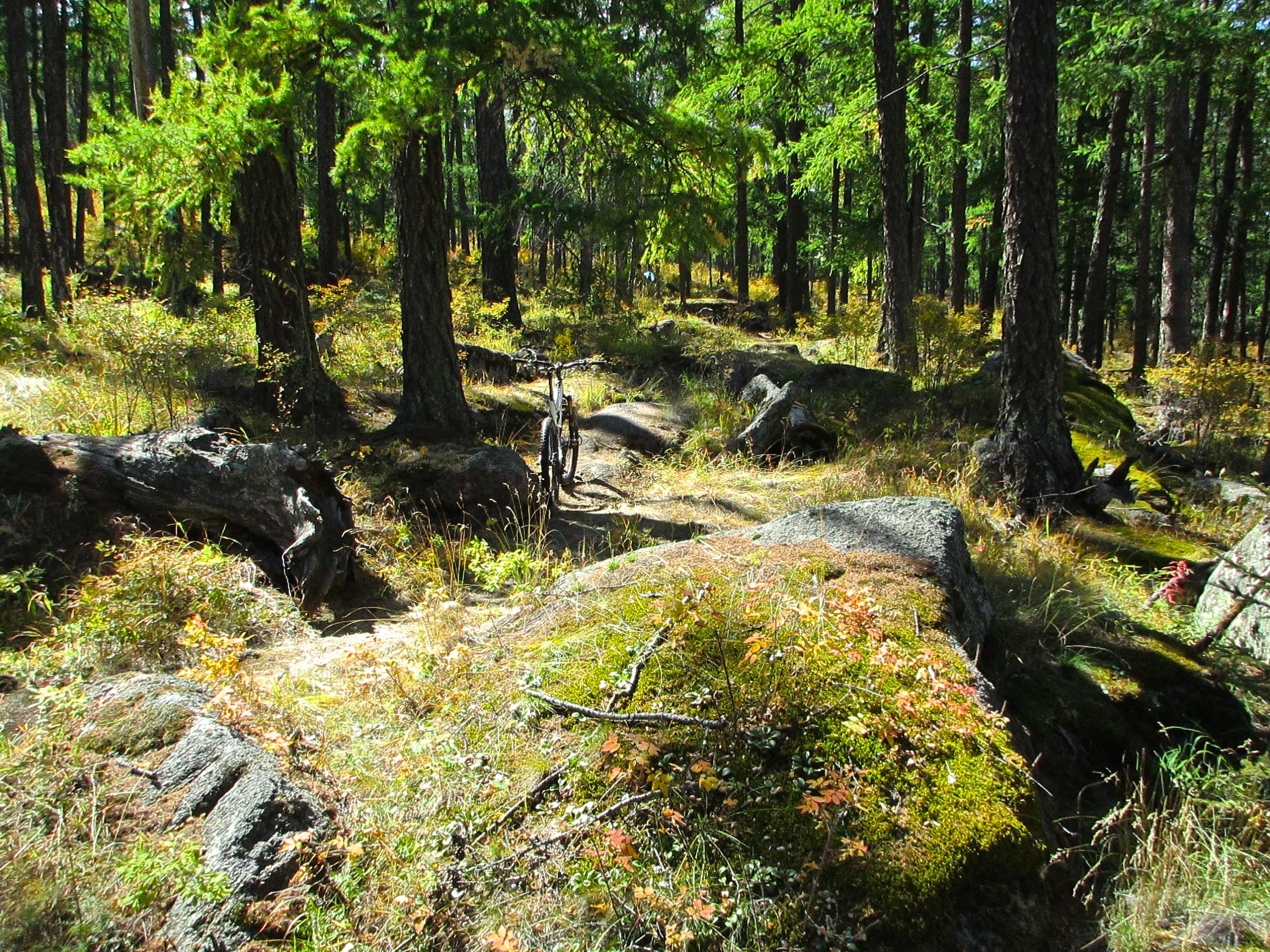 A serene forest landscape featuring tall green pine trees, patches of colorful underbrush, and a rugged trail winding through the terrain. A mountain bike leans against a large rock, surrounded by mossy stones and a mix of grasses, indicating a recreational area for outdoor activities. Sunlight filters through the tree branches, casting a warm glow on the scenery. The Beast mountain bike trail.