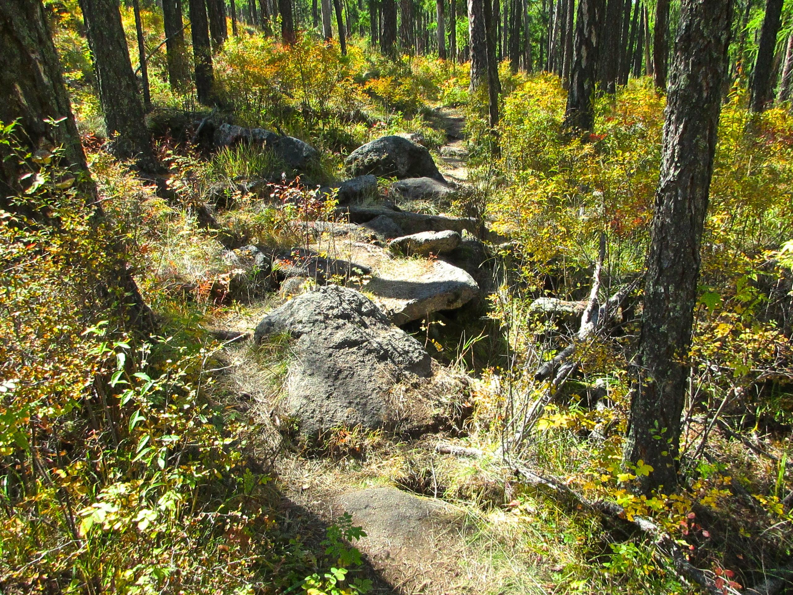 A narrow trail winding through a forest, surrounded by tall trees and colorful autumn foliage, with large rocks scattered along the path. The Beast mountain bike trail.