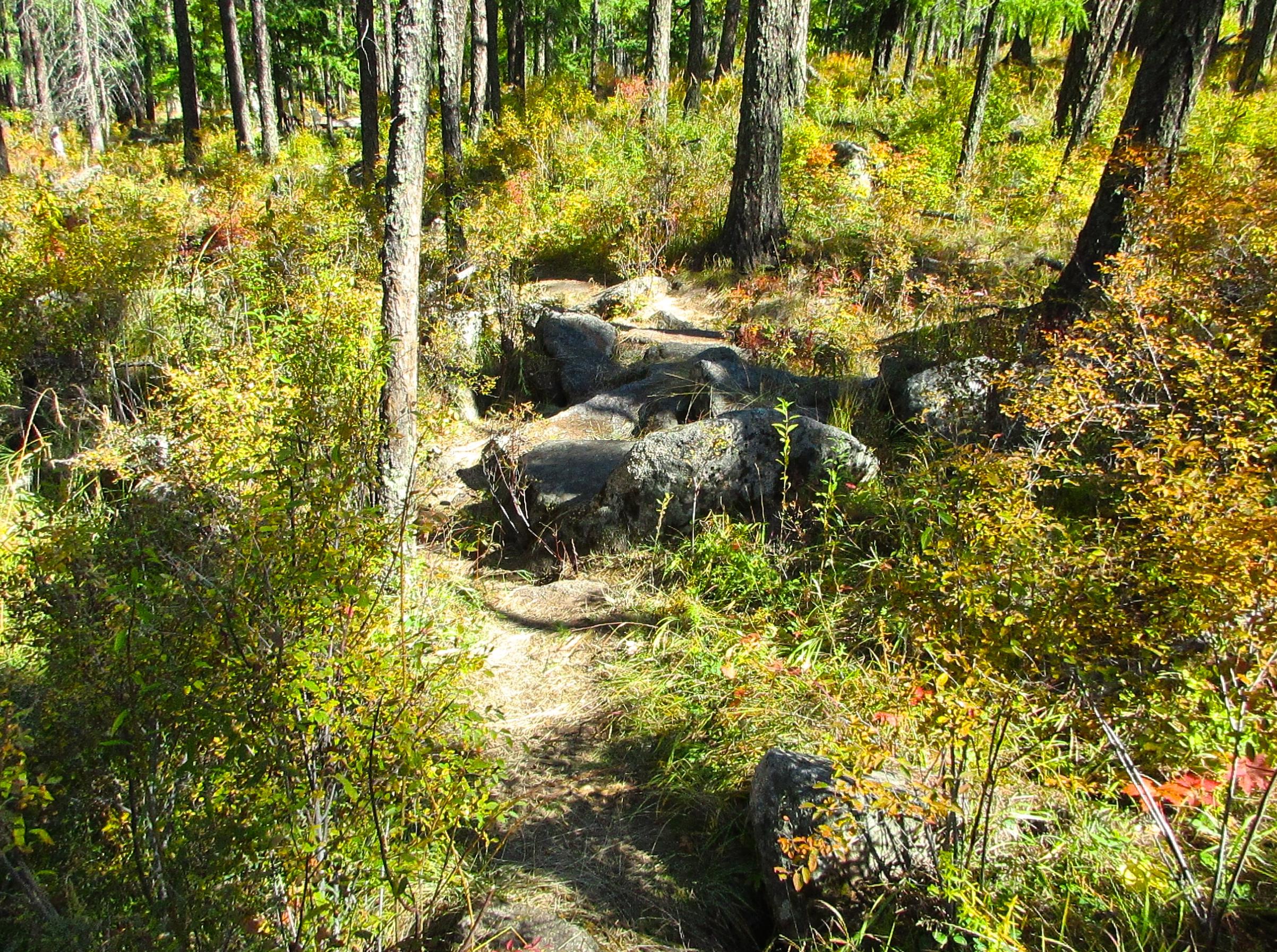 A winding dirt path leads through a forest filled with tall trees and vibrant underbrush. The ground is dotted with rocks, and the surrounding foliage displays a mix of green and autumn colors, suggesting a serene natural environment. The Beast mountain bike trail.