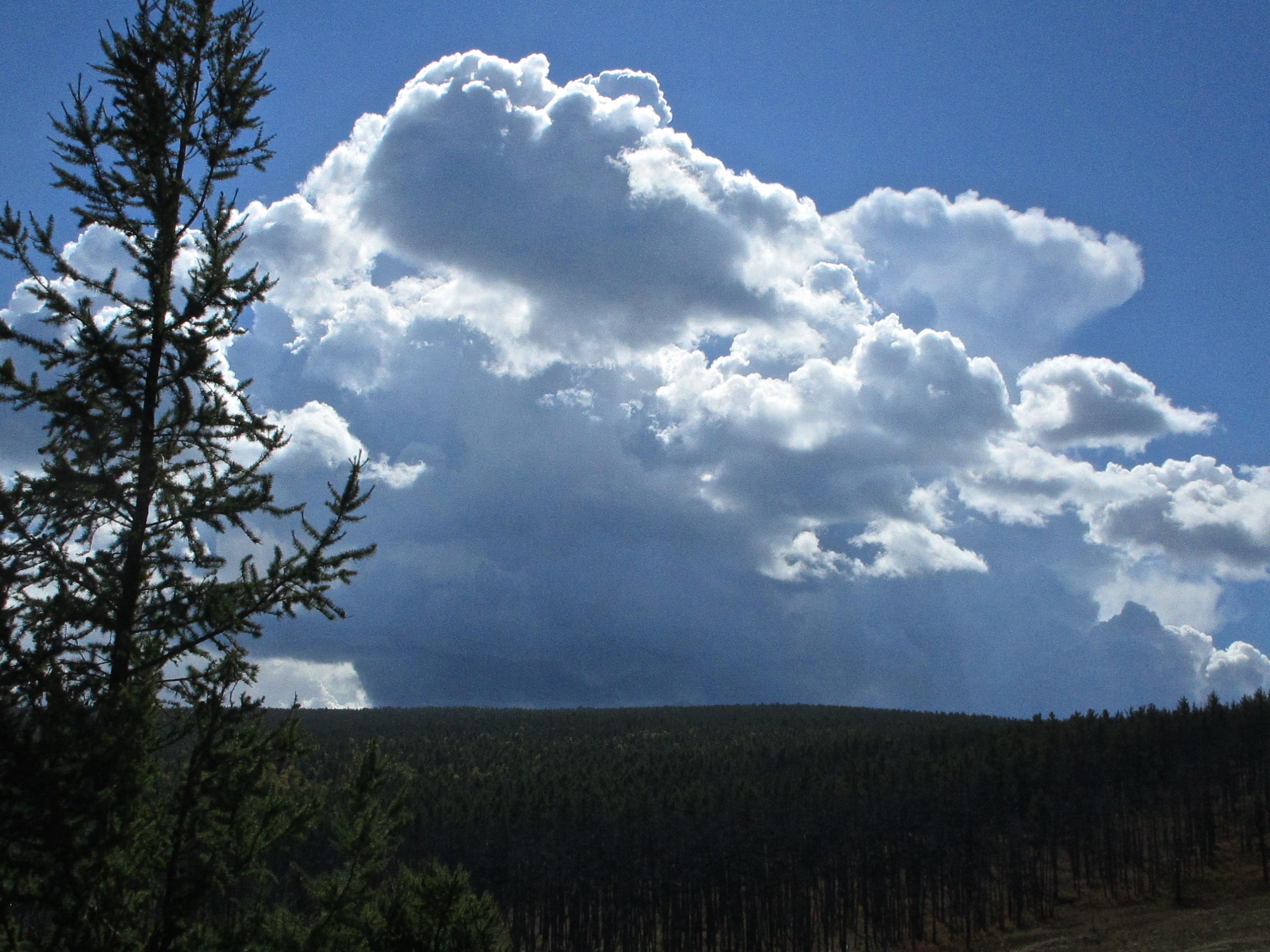 A scenic view featuring a tall evergreen tree in the foreground, with a backdrop of dramatic clouds against a blue sky. The landscape includes rolling hills covered with a dense layer of trees, suggesting a tranquil natural setting. The Beast mountain bike trail.