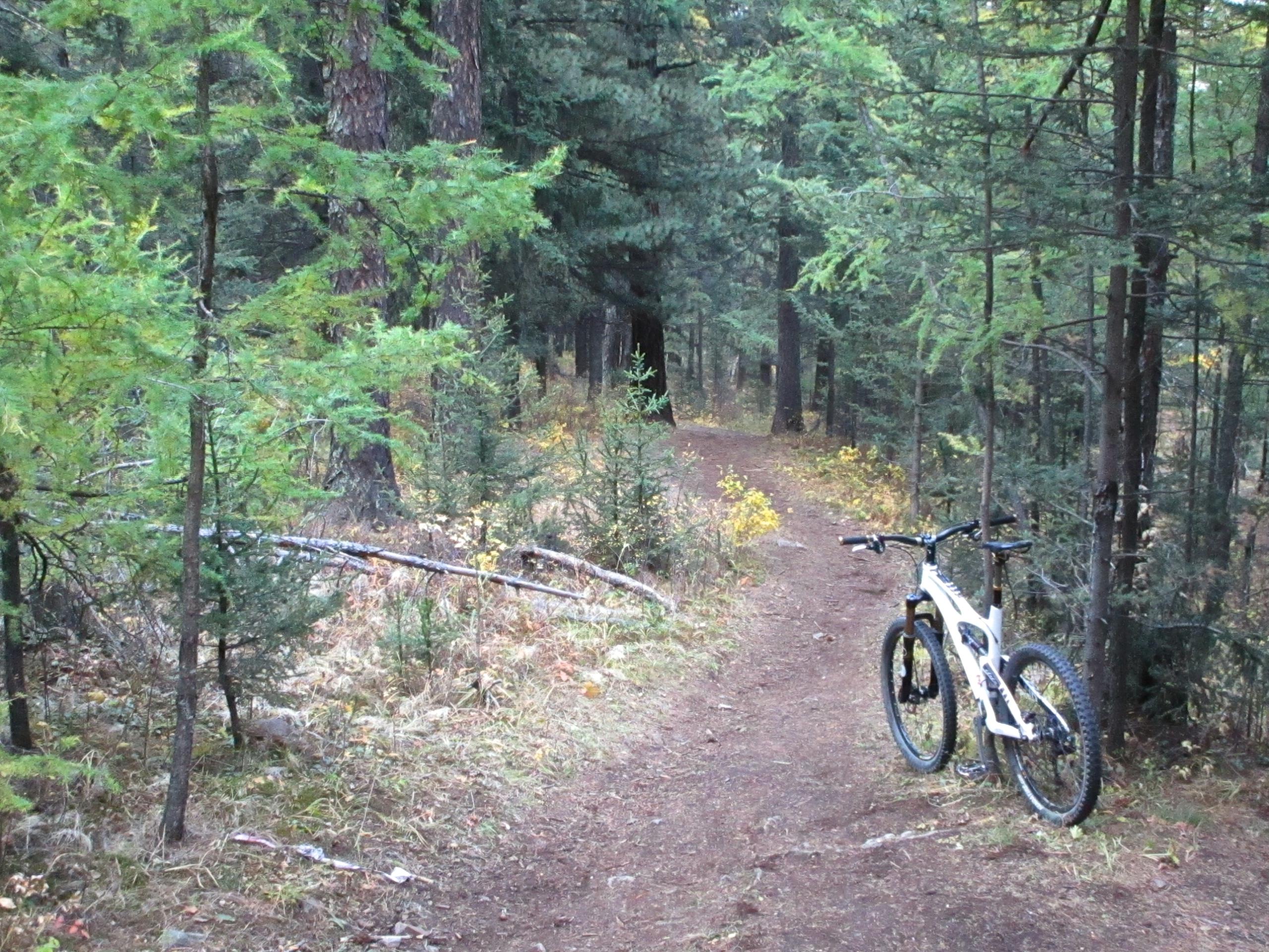 A mountain bike resting on a dirt trail surrounded by tall green trees in a forest. The path winds through the foliage, with patches of yellow leaves scattered along the ground. Zaisan Chutes mountain bike trail.