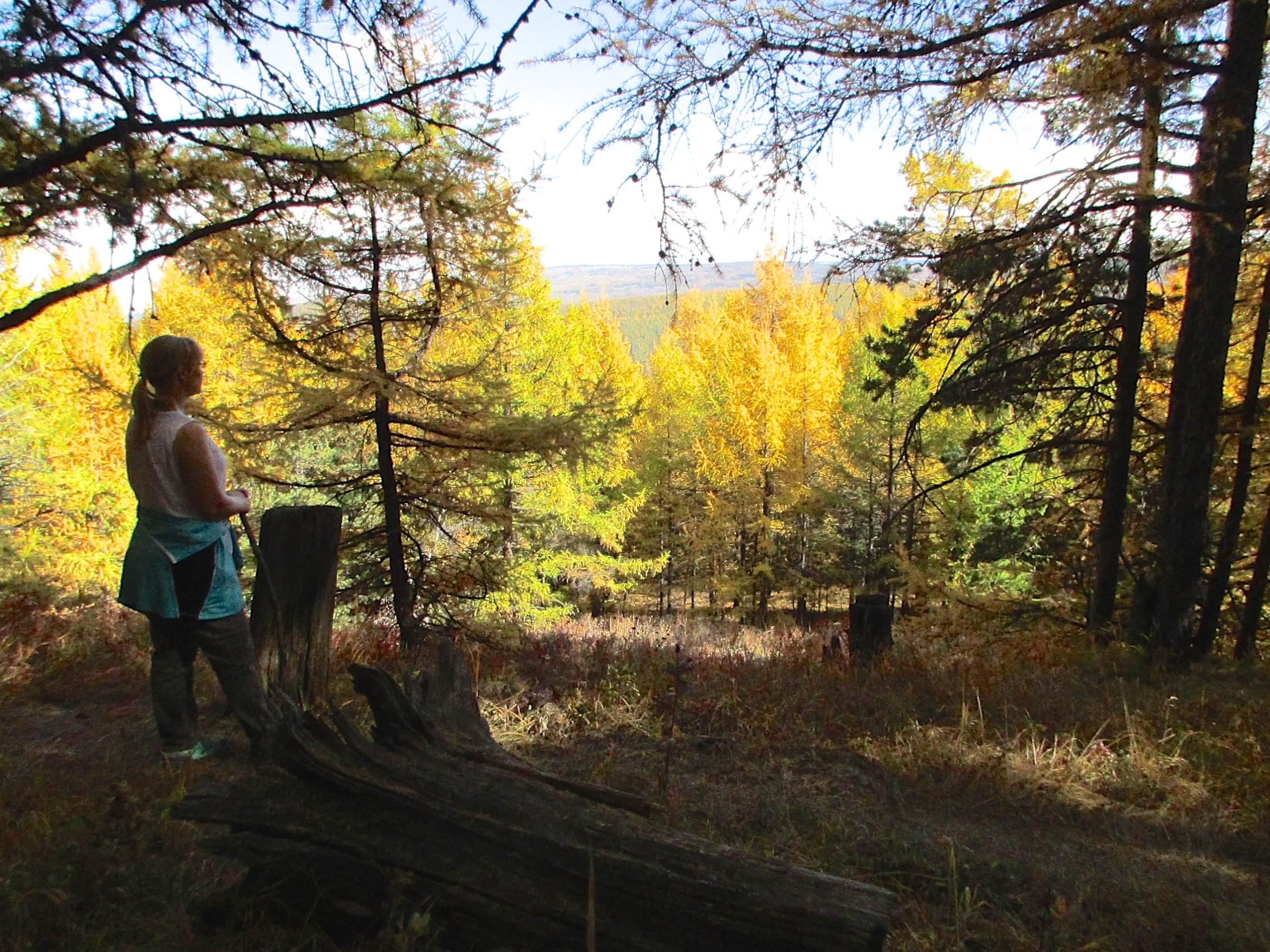 A person stands beside a weathered log in a forest, gazing out over a landscape filled with vibrant autumn foliage. Golden and green trees stretch towards the horizon under a clear blue sky, creating a serene and picturesque scene. Zaisan Chutes mountain bike trail.