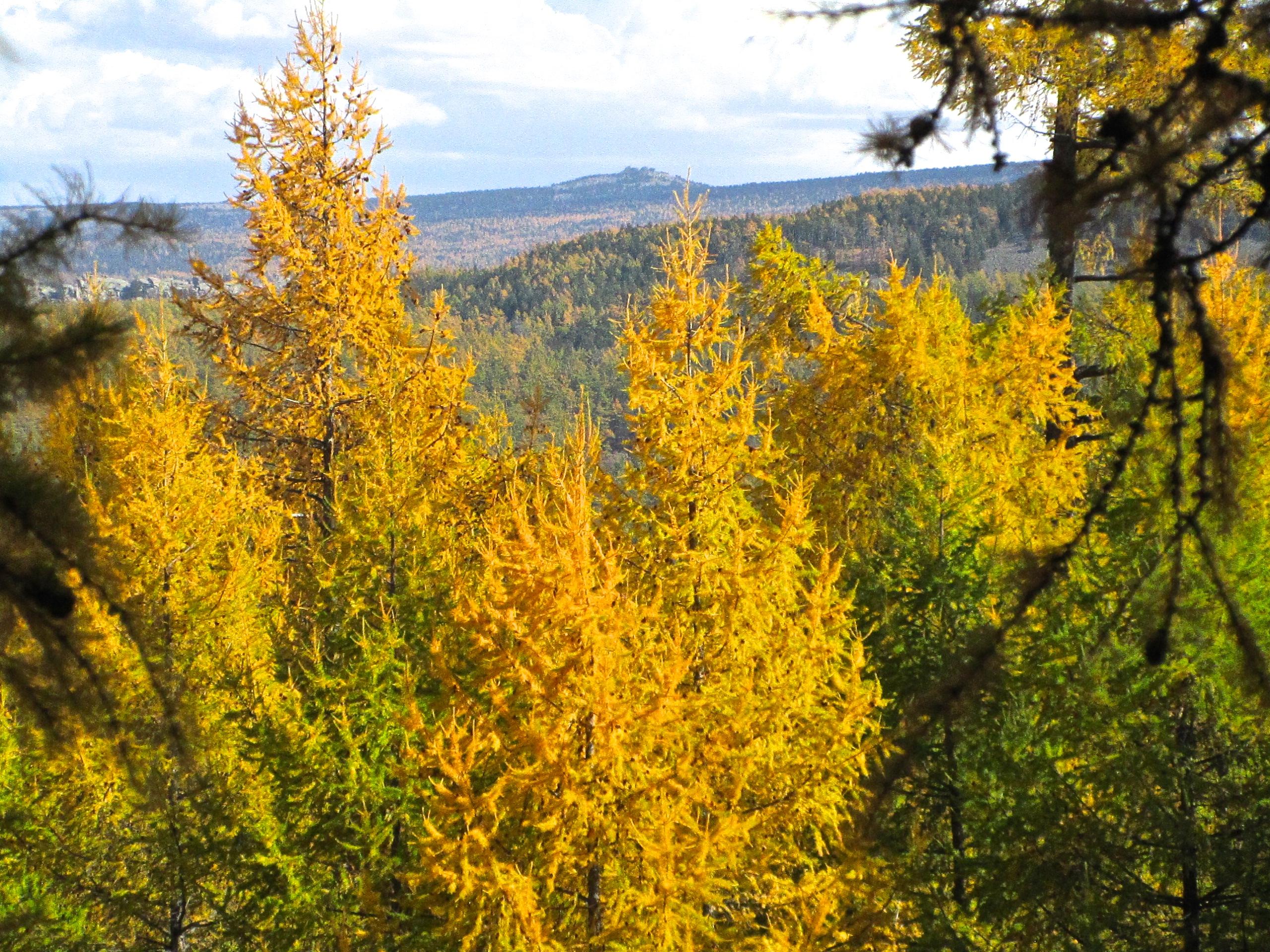 A landscape featuring a vibrant forest with tall, golden-yellow trees against a backdrop of rolling hills and a blue sky. The scene captures the beauty of autumn foliage, with patches of green trees interspersed among the golden ones. Zaisan Chutes mountain bike trail.