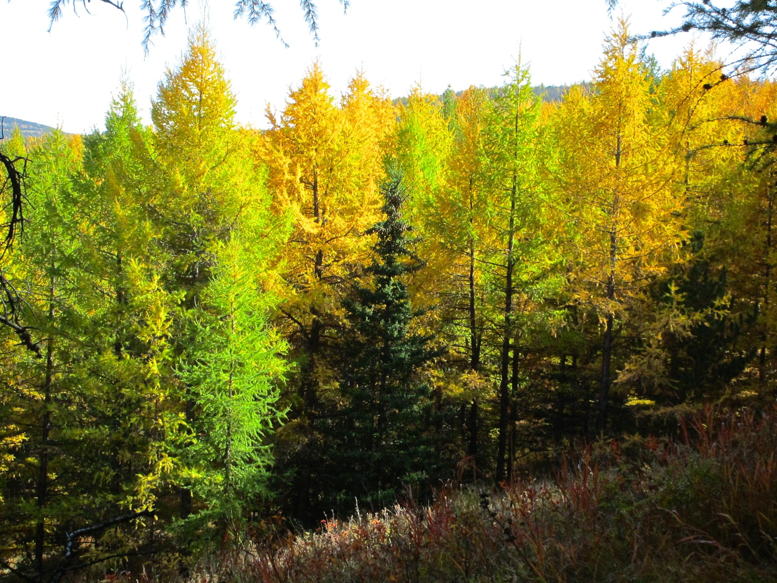 A vibrant landscape featuring a dense forest of trees, showcasing a mix of bright yellow and green foliage, indicating the transition of seasons. The sunlight filters through the branches, highlighting the golden hues among the greenery. In the foreground, a patch of grass adds texture to the scene. Zaisan Chutes mountain bike trail.