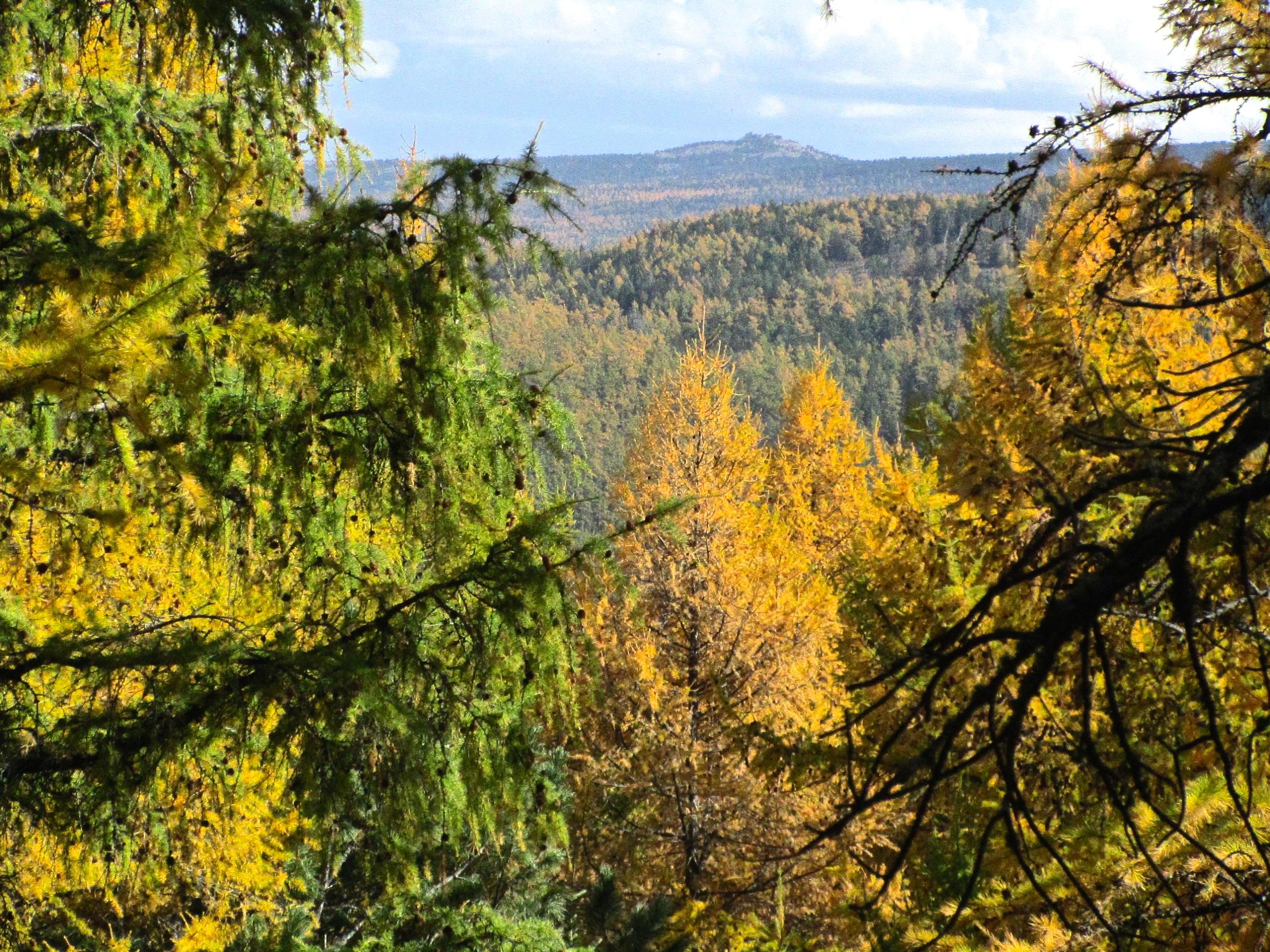 A scenic view of a forest in autumn, featuring a mix of vibrant yellow and green trees. In the background, rolling hills can be seen under a partly cloudy sky. The foreground is dominated by lush evergreen branches, framing the landscape. Zaisan Chutes mountain bike trail.