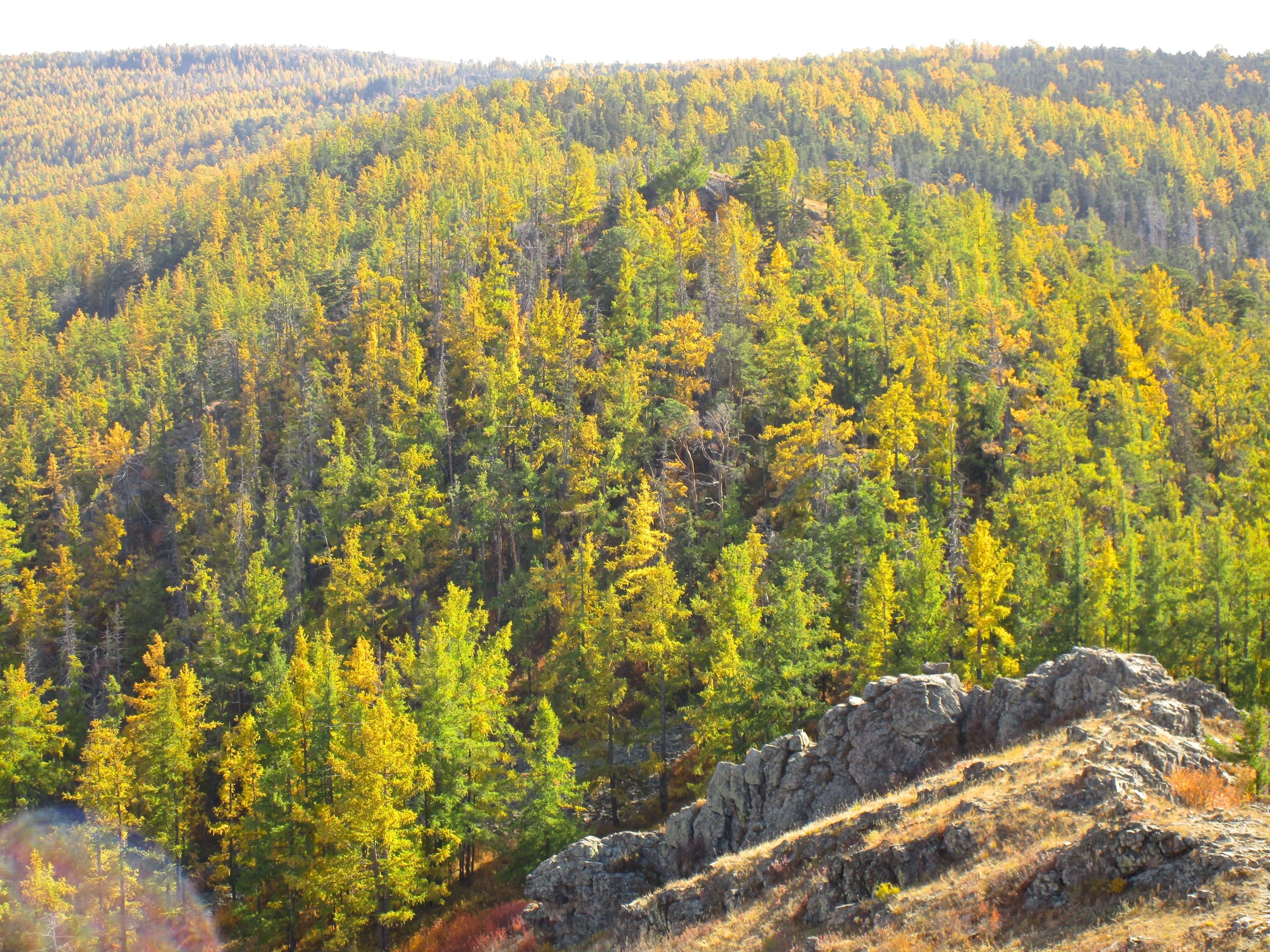A panoramic view of a vibrant forested landscape during fall, showcasing a mix of green and golden foliage across rolling hills. In the foreground, rocky outcrops are visible, while the background features a dense arrangement of trees under a bright sky. Zaisan Chutes mountain bike trail.