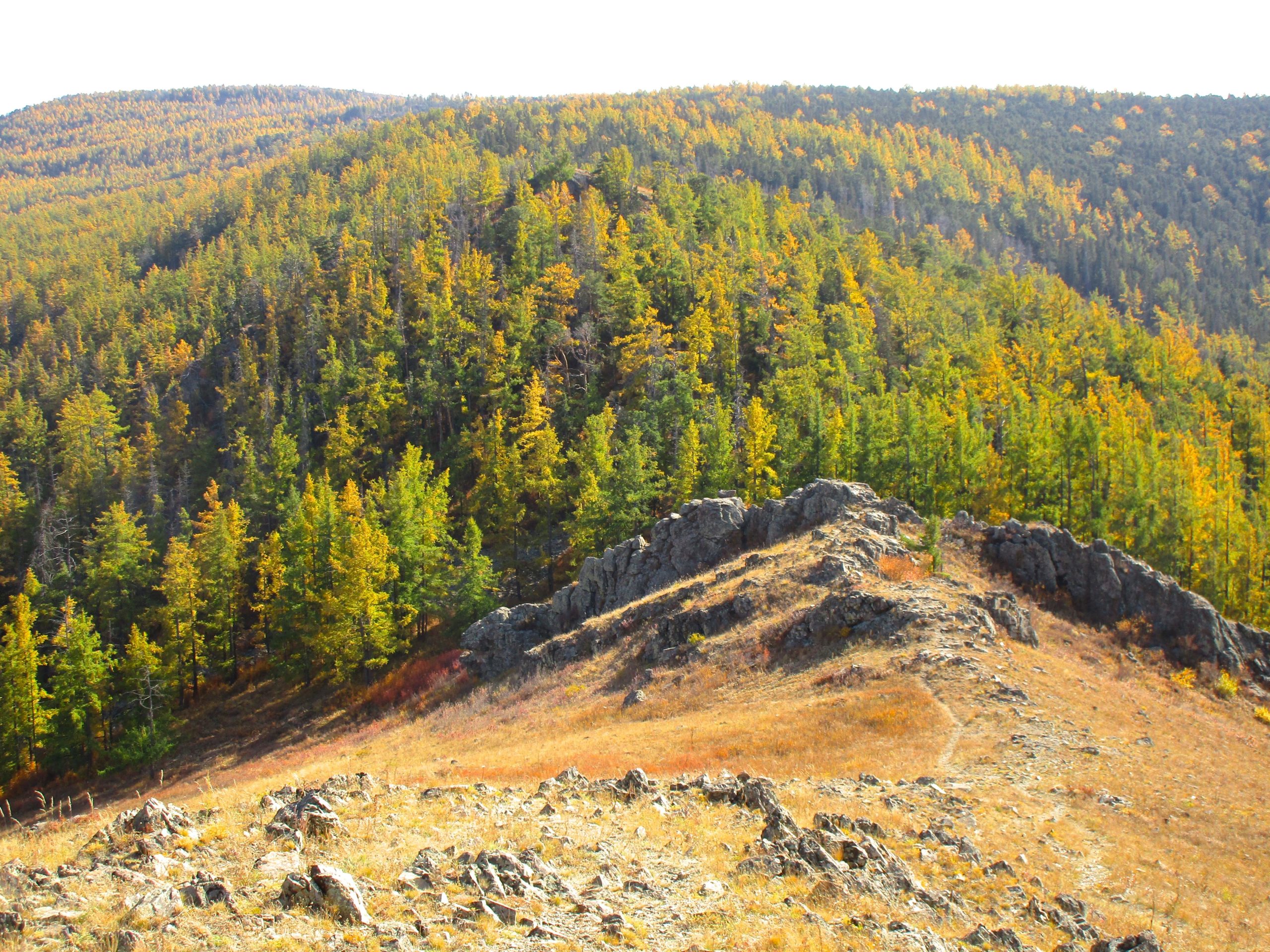 A scenic view of a mountainous landscape showcasing a mix of green pine trees and autumn foliage, with rocky outcrops in the foreground. The hillsides are covered in trees with yellow and orange leaves, displaying a vibrant fall color palette under a clear sky. Zaisan Chutes mountain bike trail.
