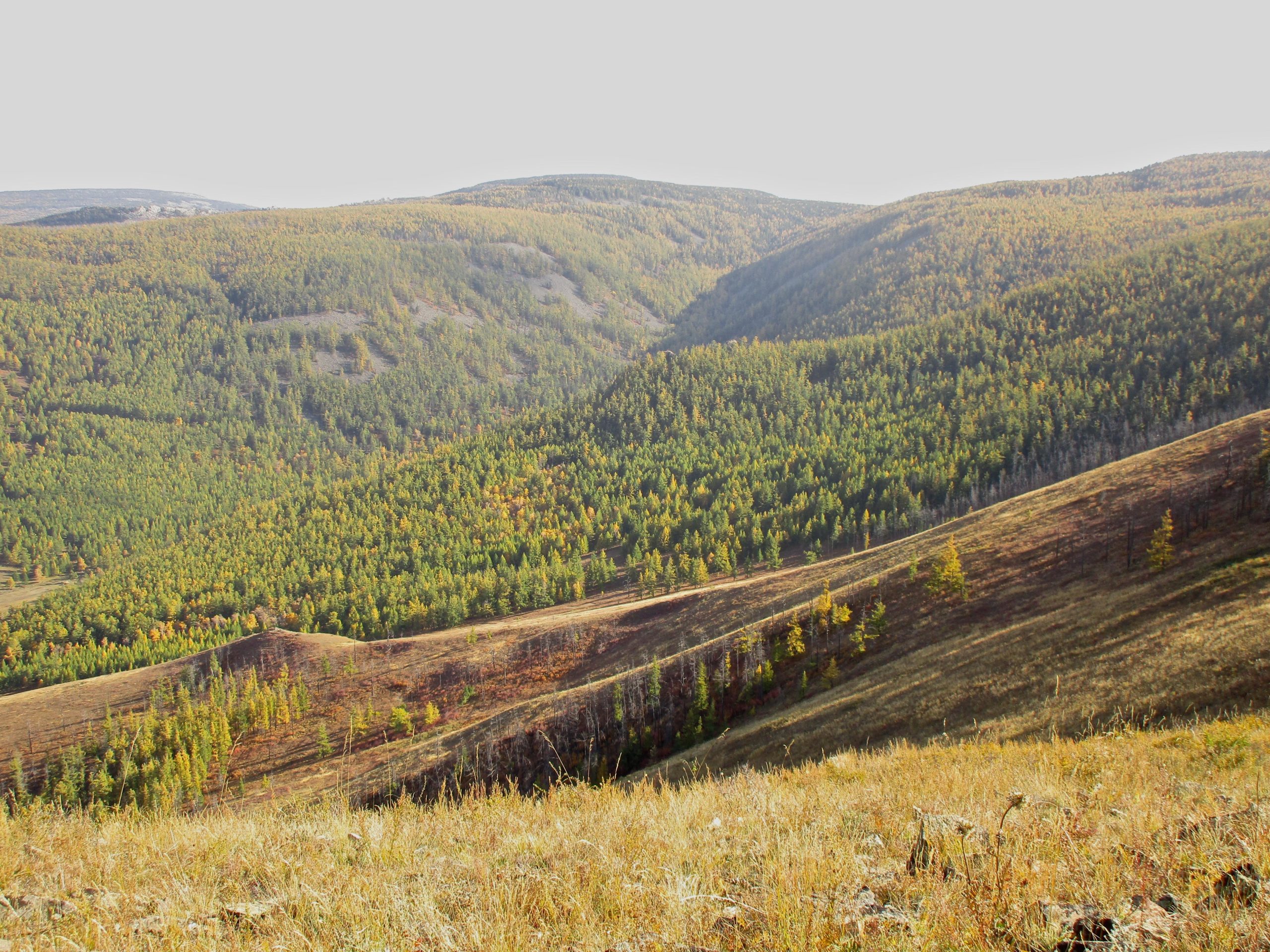 A panoramic view of rolling hills covered in lush green forests with hints of autumn colors. The landscape features varying elevations, showcasing a mix of tree types, and stretches into the horizon under a clear sky. The foreground consists of grassy areas with patches of rocky terrain, adding texture to the natural scenery. Zaisan Chutes mountain bike trail.
