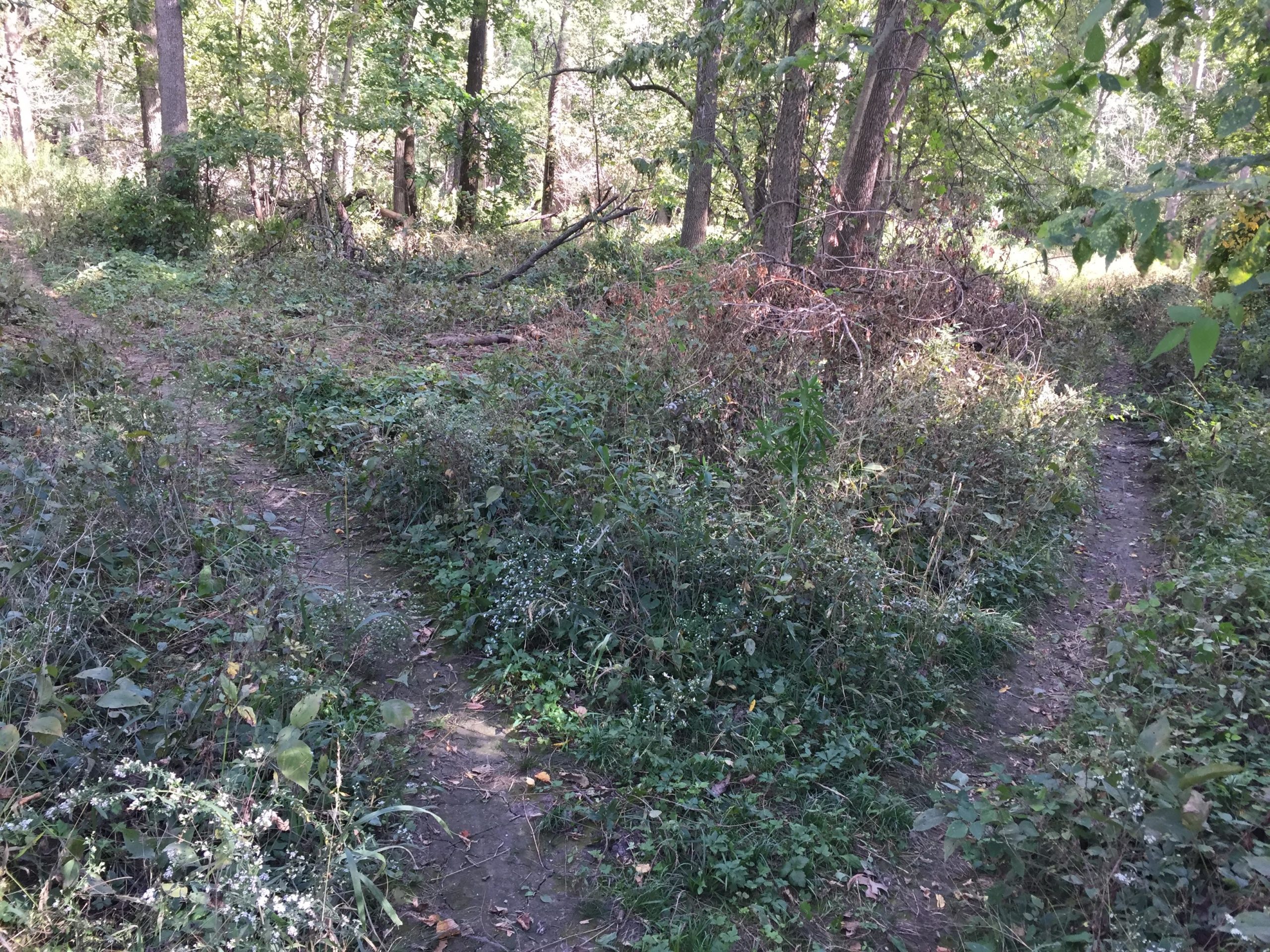 A narrow, winding path through a wooded area, surrounded by dense greenery and underbrush. Sunlight filters through the trees, illuminating two diverging trails. Forest Glen Woods mountain bike trail.