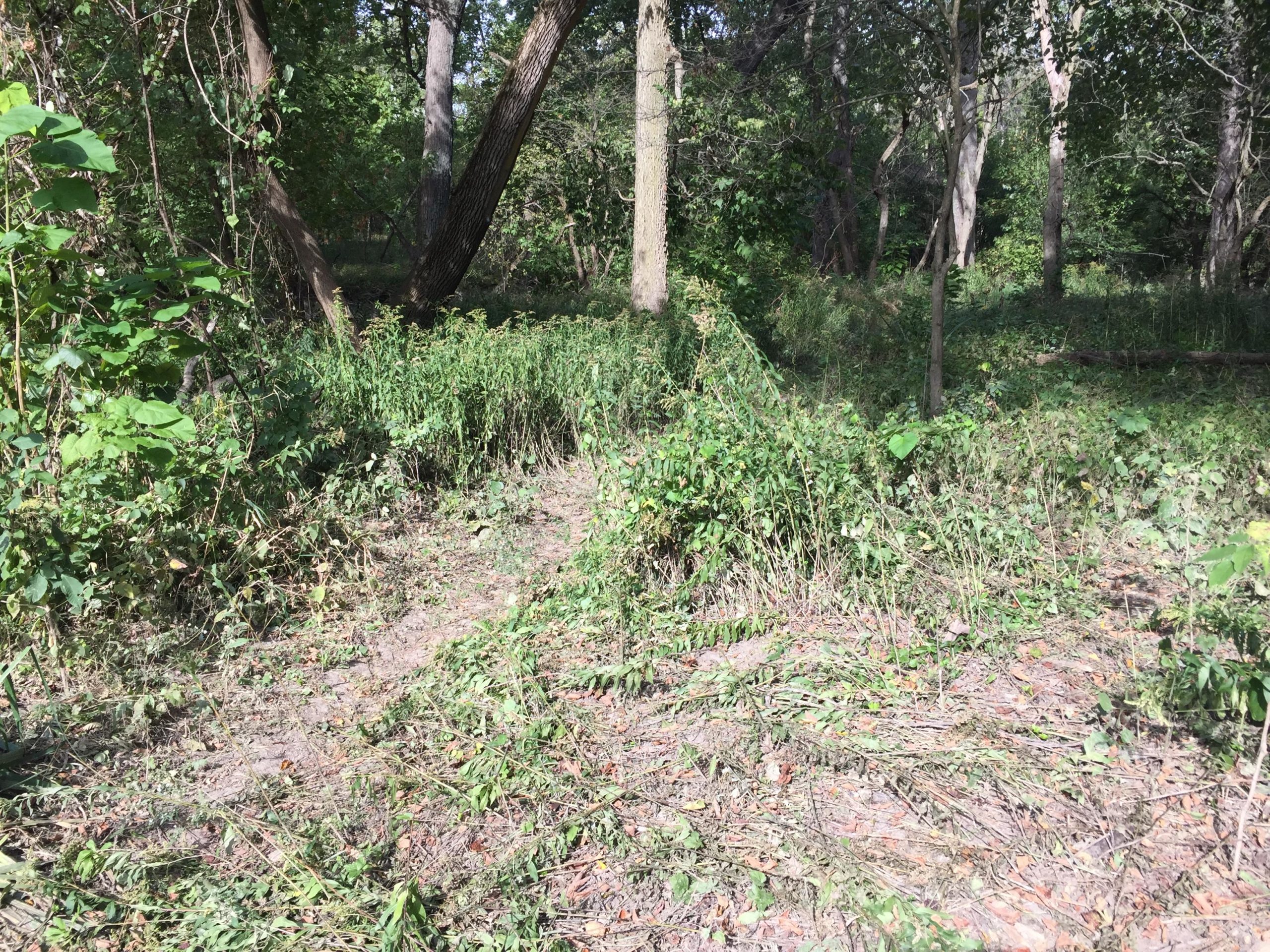 A partially cleared area in a forest, featuring tall grasses and shrubs with some clear pathways. Sunlight filters through the trees, illuminating the green foliage and creating a peaceful, natural setting. Forest Glen Woods mountain bike trail.