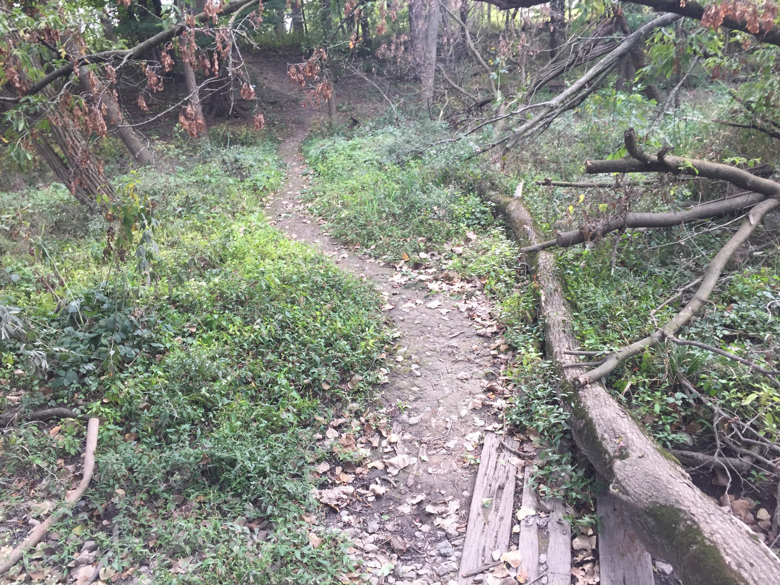 A narrow, winding path through a wooded area, surrounded by dense green vegetation and scattered fallen leaves. Some trees show signs of dryness with brown, wilted leaves. A fallen log rests alongside the trail, adding to the natural landscape. Forest Glen Woods mountain bike trail.