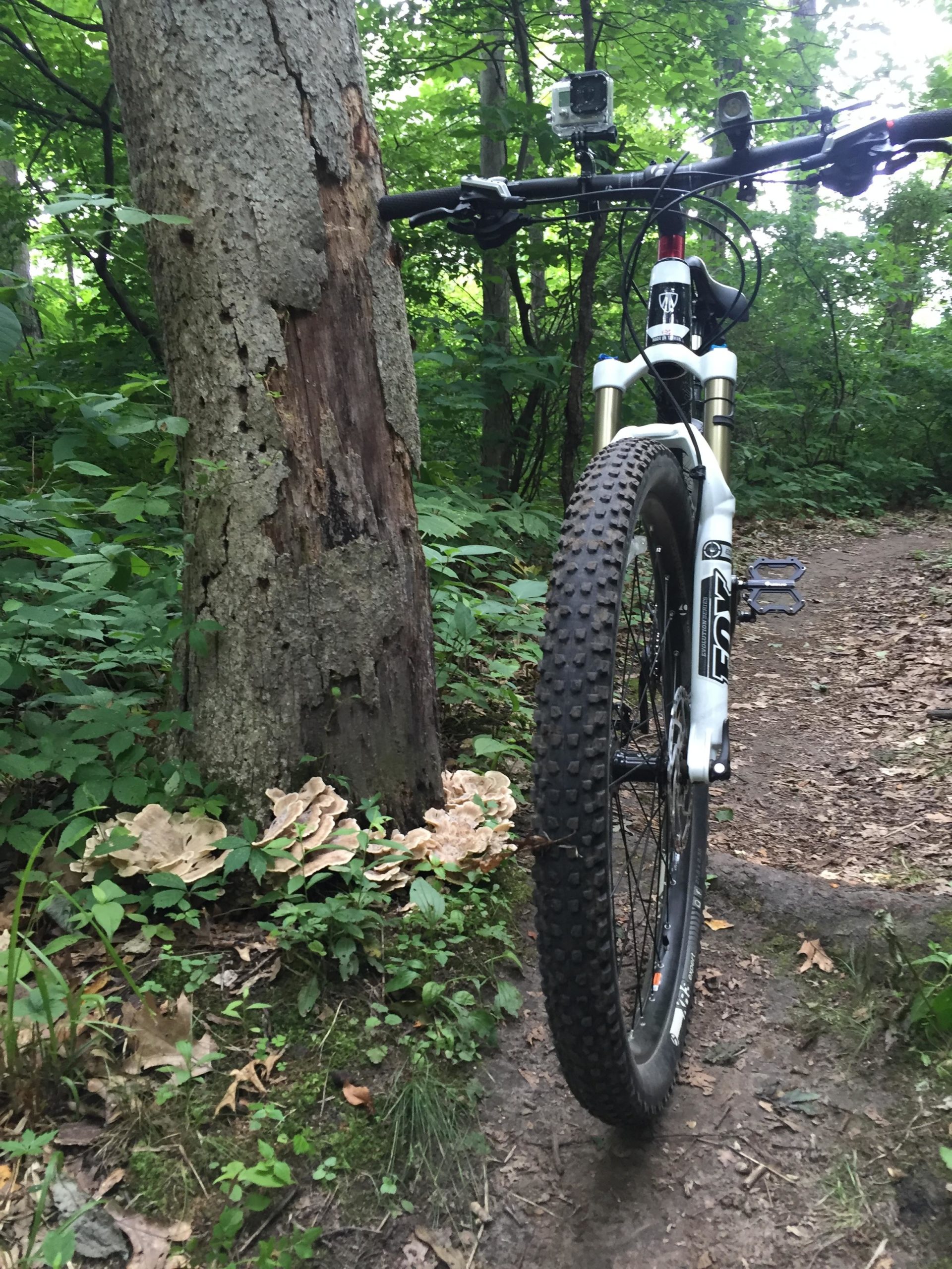 A mountain bike is parked beside a tree in a lush, green forest. The bike is angled towards the viewer, showing its front wheel and handlebars equipped with a camera. In front of the tree's base, clusters of light-colored mushrooms can be seen growing among the surrounding foliage and dirt trail. Outback Trail at Imagination Glenn mountain bike trail.
