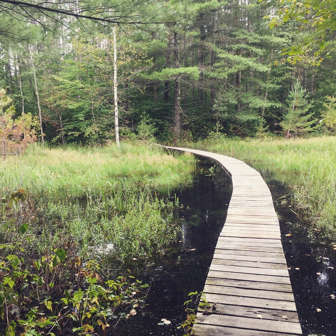 A winding wooden boardwalk extends through a lush, green landscape, leading over a calm, dark waterway. Surrounding the boardwalk are tall grasses and various plants, with trees standing tall in the background, indicating a serene forest setting. Makwa Trail mountain bike trail.