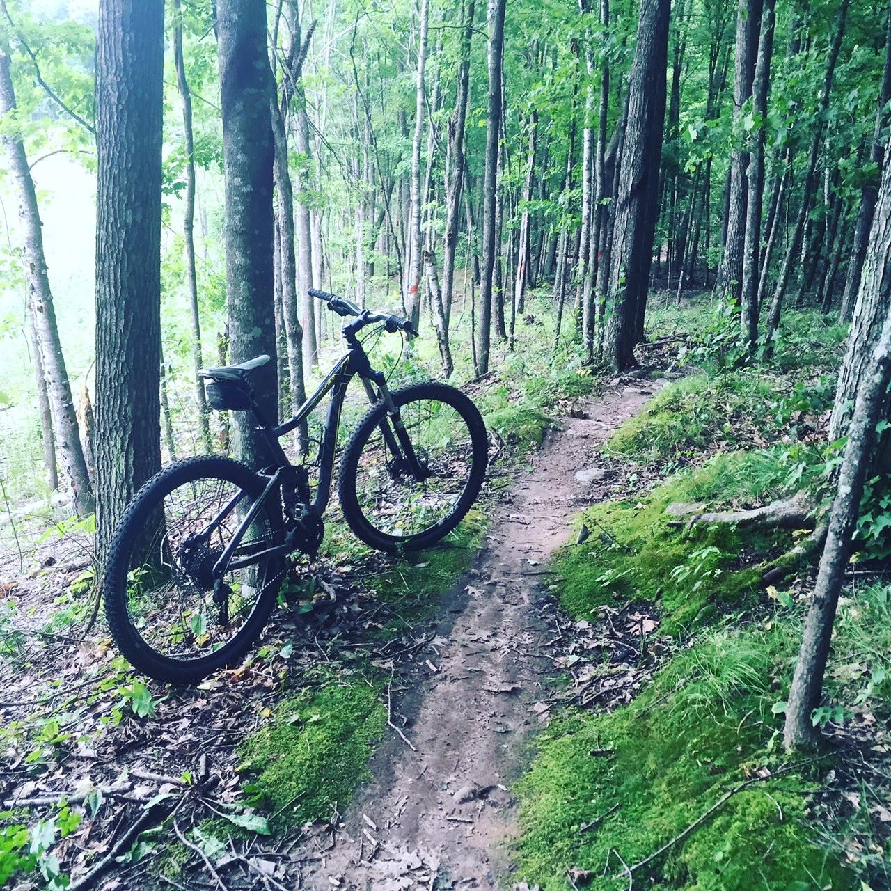 A black mountain bike leaning against a tree on a dirt trail surrounded by green foliage and moss in a lush forest. Makwa Trail mountain bike trail.
