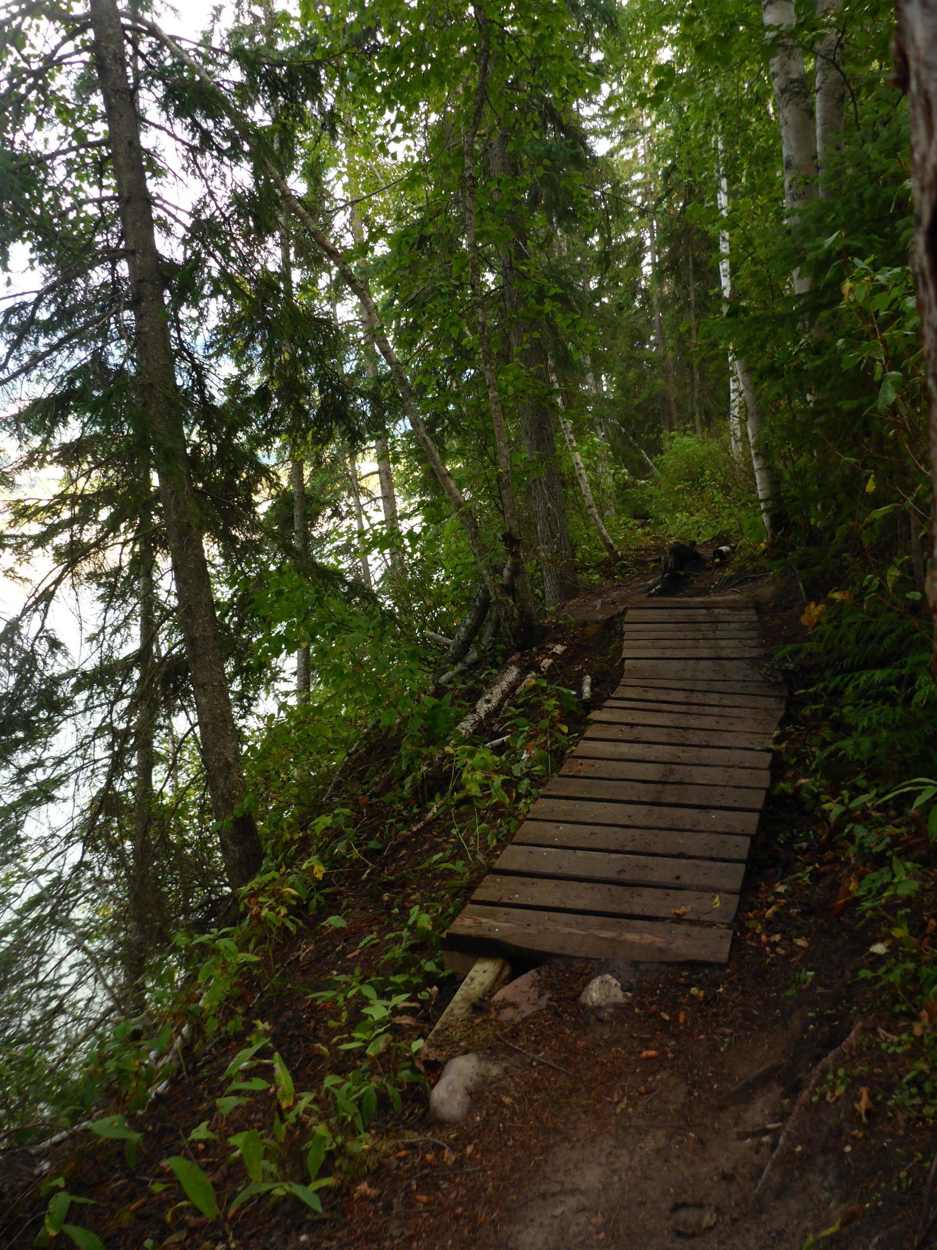 A narrow wooden path meanders through a lush green forest, surrounded by tall trees and undergrowth. The serene setting hints at a nearby body of water visible through the trees. CBT Mainline Trail mountain bike trail.